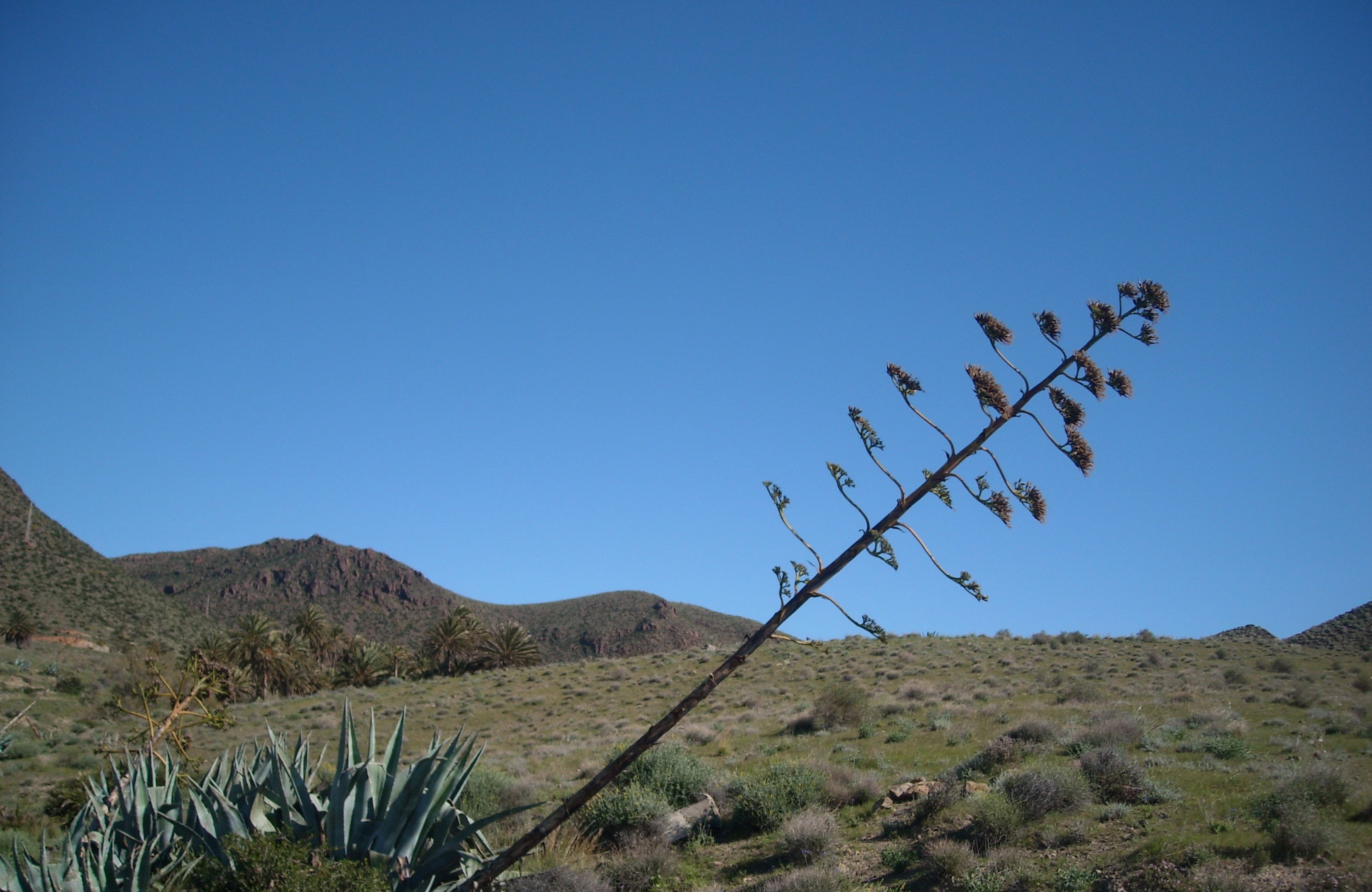 arid climate, day, scenics - nature, 2K, nature, agave flower, clear sky, sky, non-urban scene, agave, growth, booked, remote, landscape, no people, outdoors, HD Wallpaper