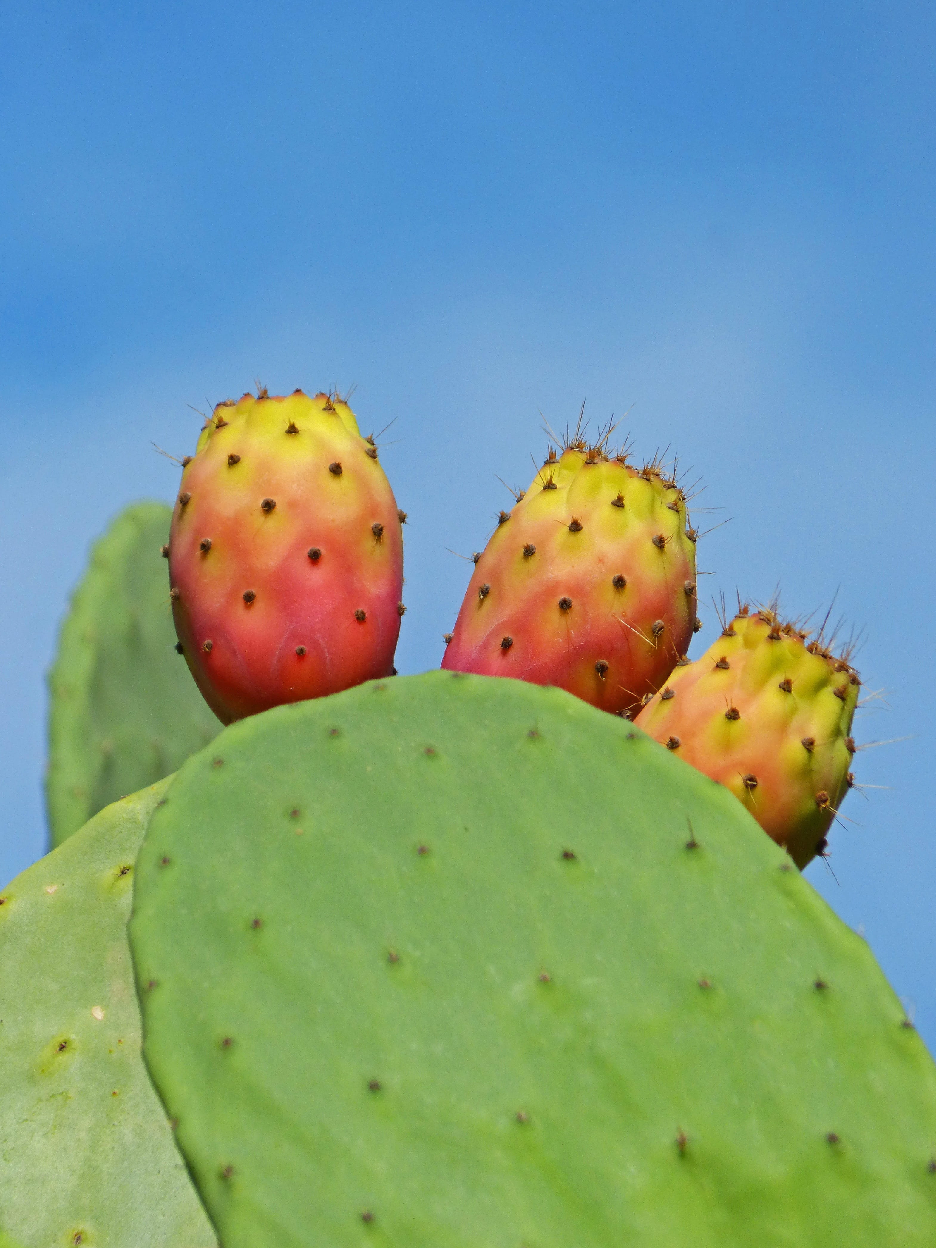 nature, food, food and drink, cactus, green color, ripe, healthy eating, freshness, pear, 4K, thorn, wellbeing, Prickly Pear Cactus, plant, prickly pear, Phone HD Wallpaper