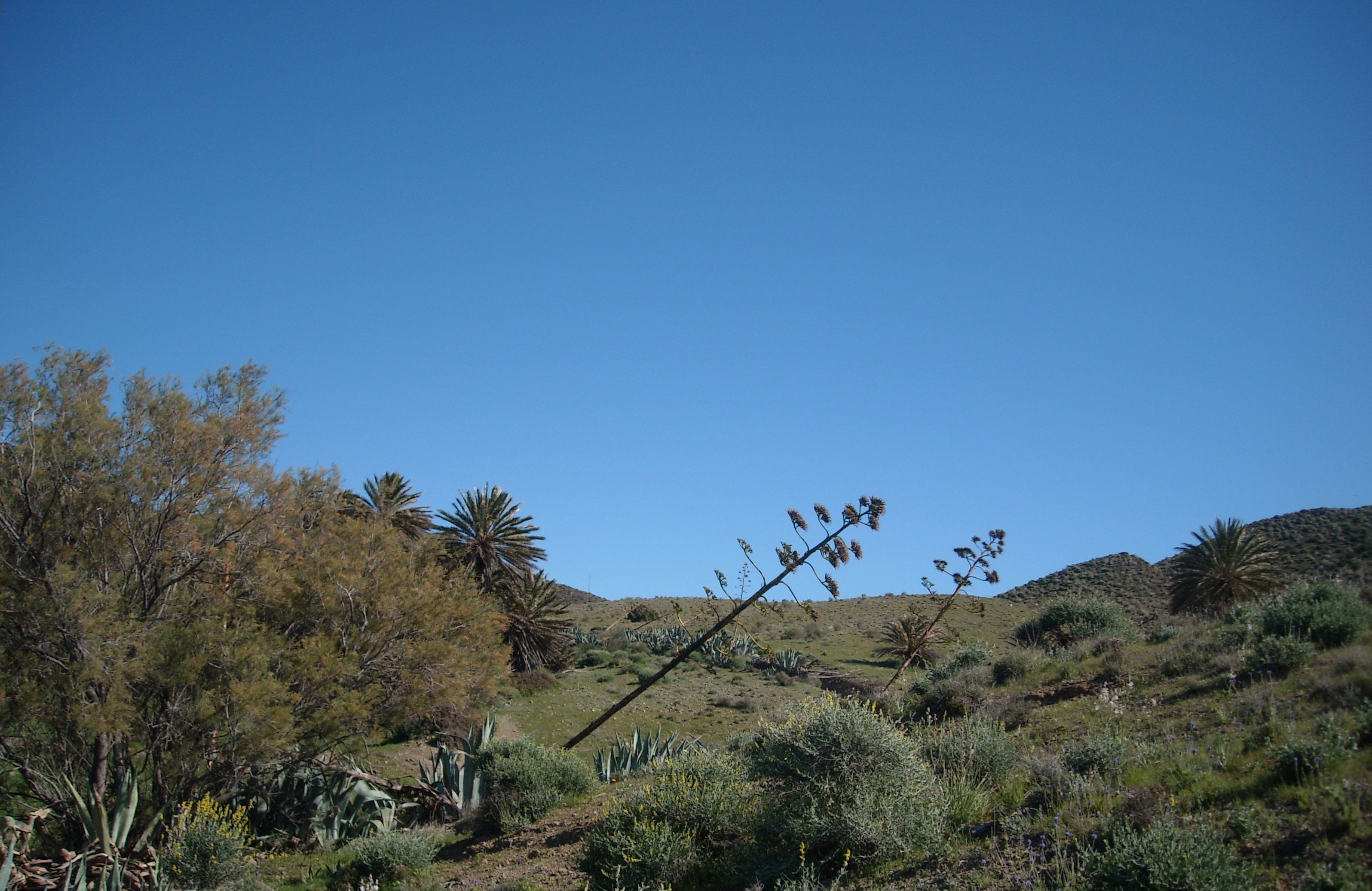 no people, blue, remote, non-urban scene, arid climate, environment, 2K, scenics - nature, clear sky, landscape, nature, copy space, tree, climate, sky, HD Wallpaper