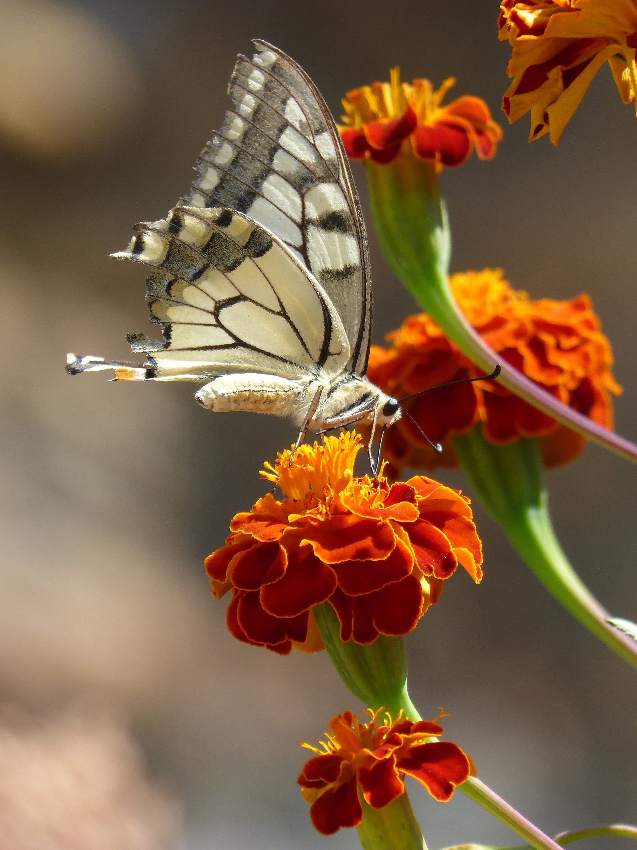 butterfly - Insect, close-up, focus on foreground, freshness, vulnerability, flower head, petal, 2K, summer, papilio machaon, carnation moro, flower, machaon, Phone HD Wallpaper