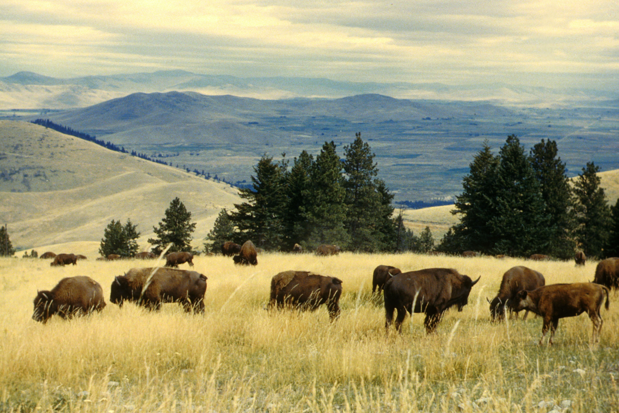 National Bison Range, National Wildlife Refuge, cow, 1080P, grass, meadow, herd, scenics, agriculture, rural Scene, cattle, outdoors, mountain, landscape, HD Wallpaper