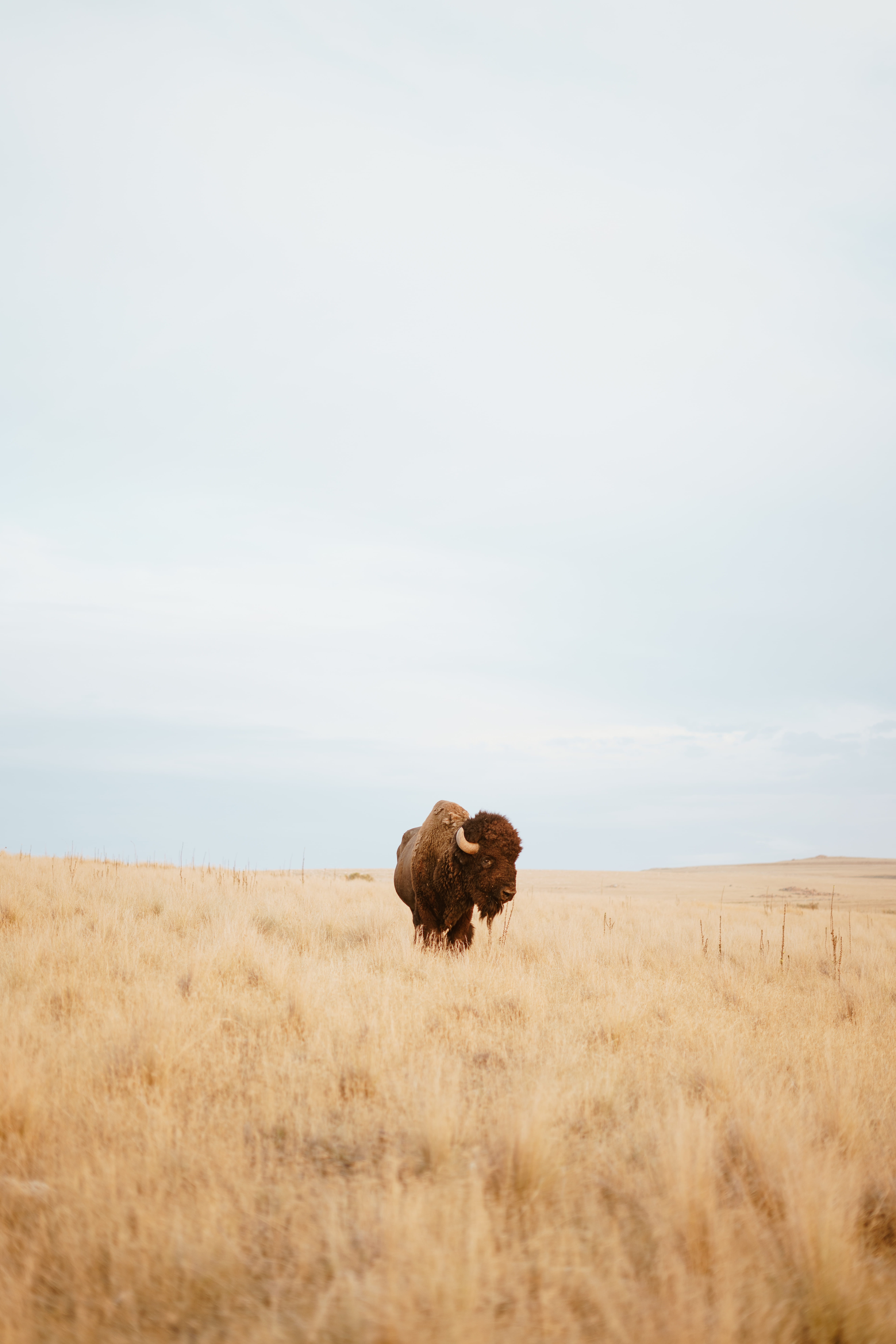 field, wildlife, rural Scene, wilderness Area, animal, summer, daytime, nature, buffalo, standing, wild, calf, horned, wildlife Reserve, day, 8K, no People, Phone HD Wallpaper