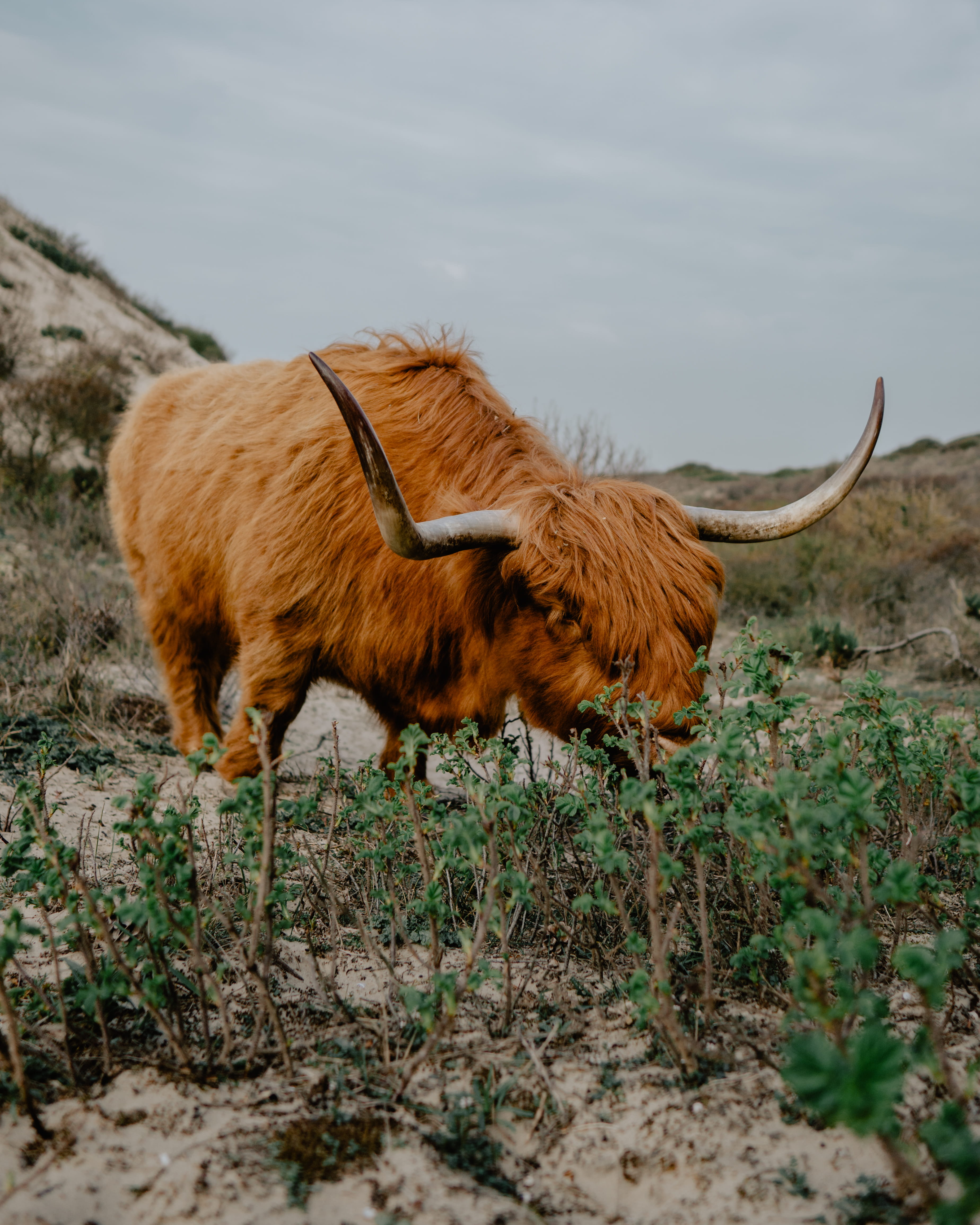 rodeo, horned, land, longhorn, green, nature, cow, vertebrate, animal themes, lion, pets, brown, the hague, herbivorous, highland cattle, bison, domestic cattle, Phone HD Wallpaper