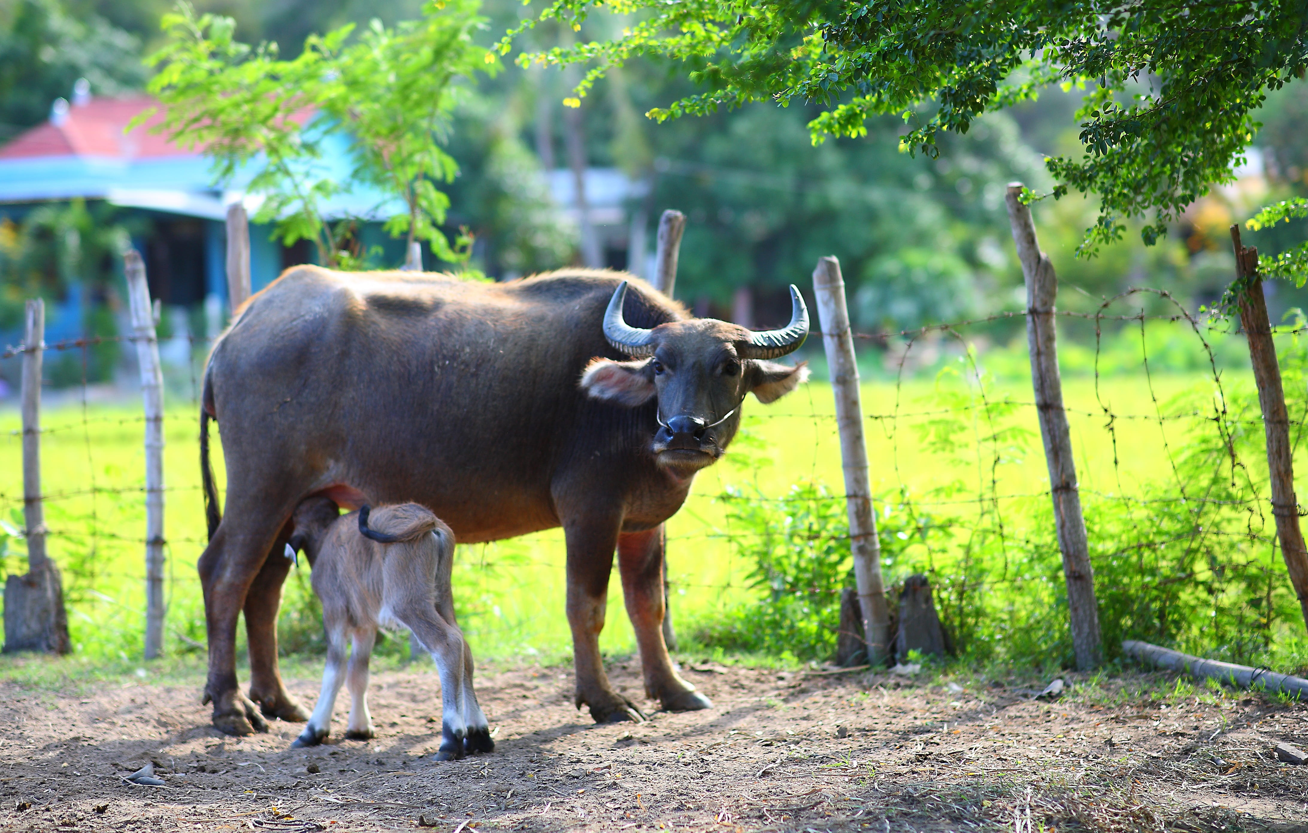 island, agriculture, field, rural Scene, tree, animals, one animal, mammal, mother, nature, plant, Feeding, domestic animals, no people, 4K, outdoors, HD Wallpaper