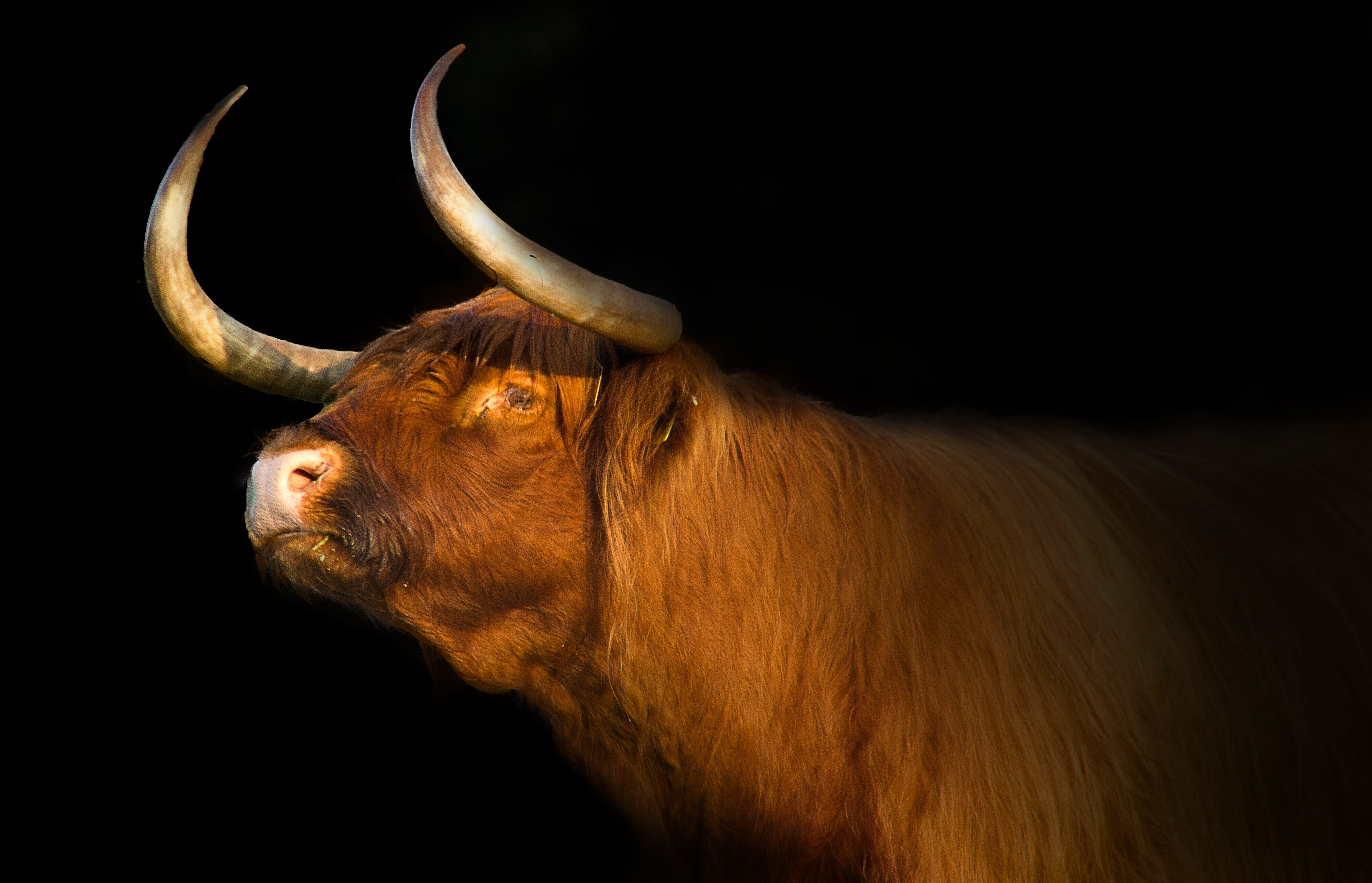 horned, no people, animal themes, one animal, night, mammals, studio shot, bull, mammal, time, male animal, scottish highlander, bull - animal, animal body part, HD Wallpaper