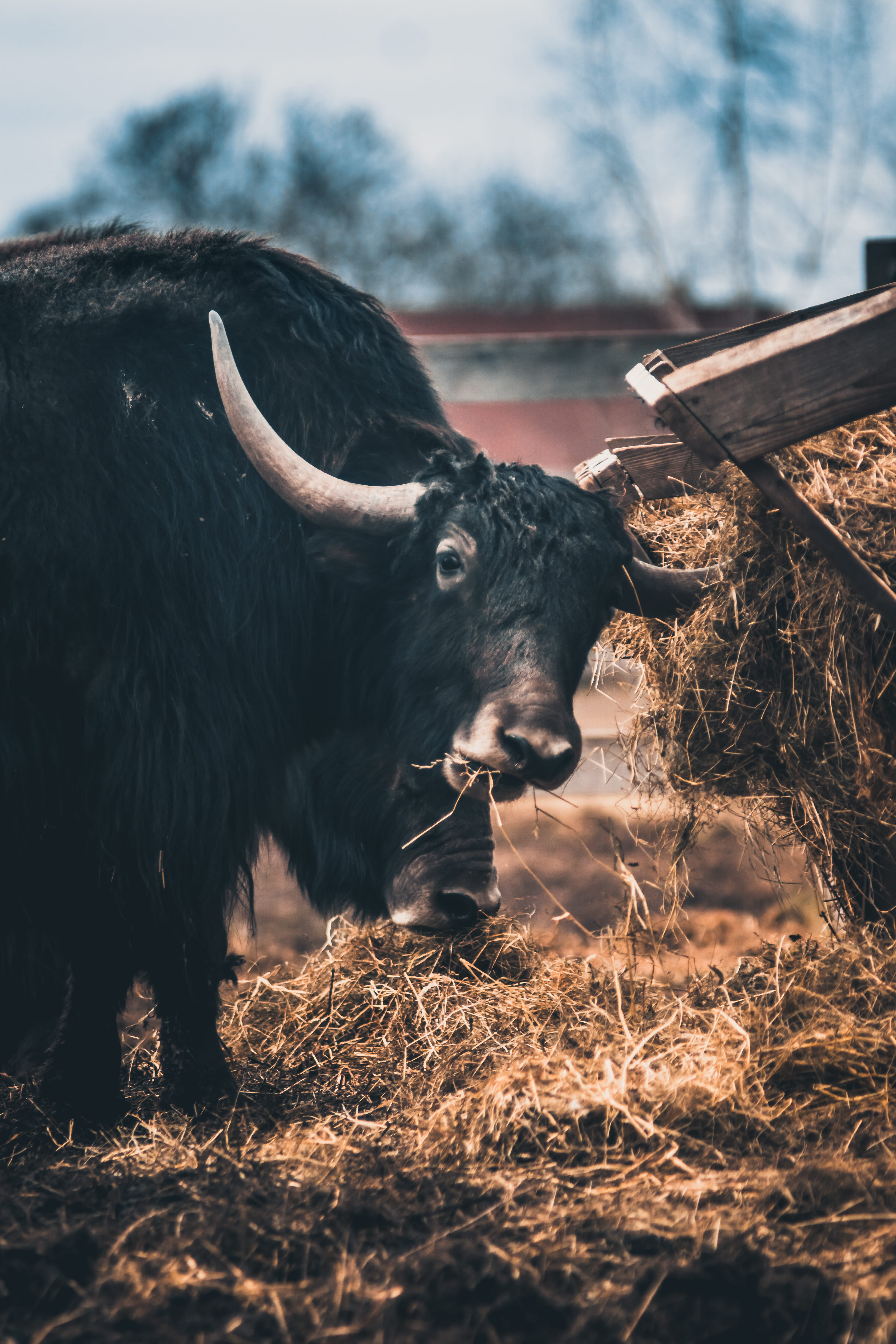 zoo, ground, domestic animals, hey, hyena, buffalo, yak, domestic cattle, pets, cow, gorilla, sea life, counter strike, bison, adapter, nature, bull, longhorn, Phone HD Wallpaper