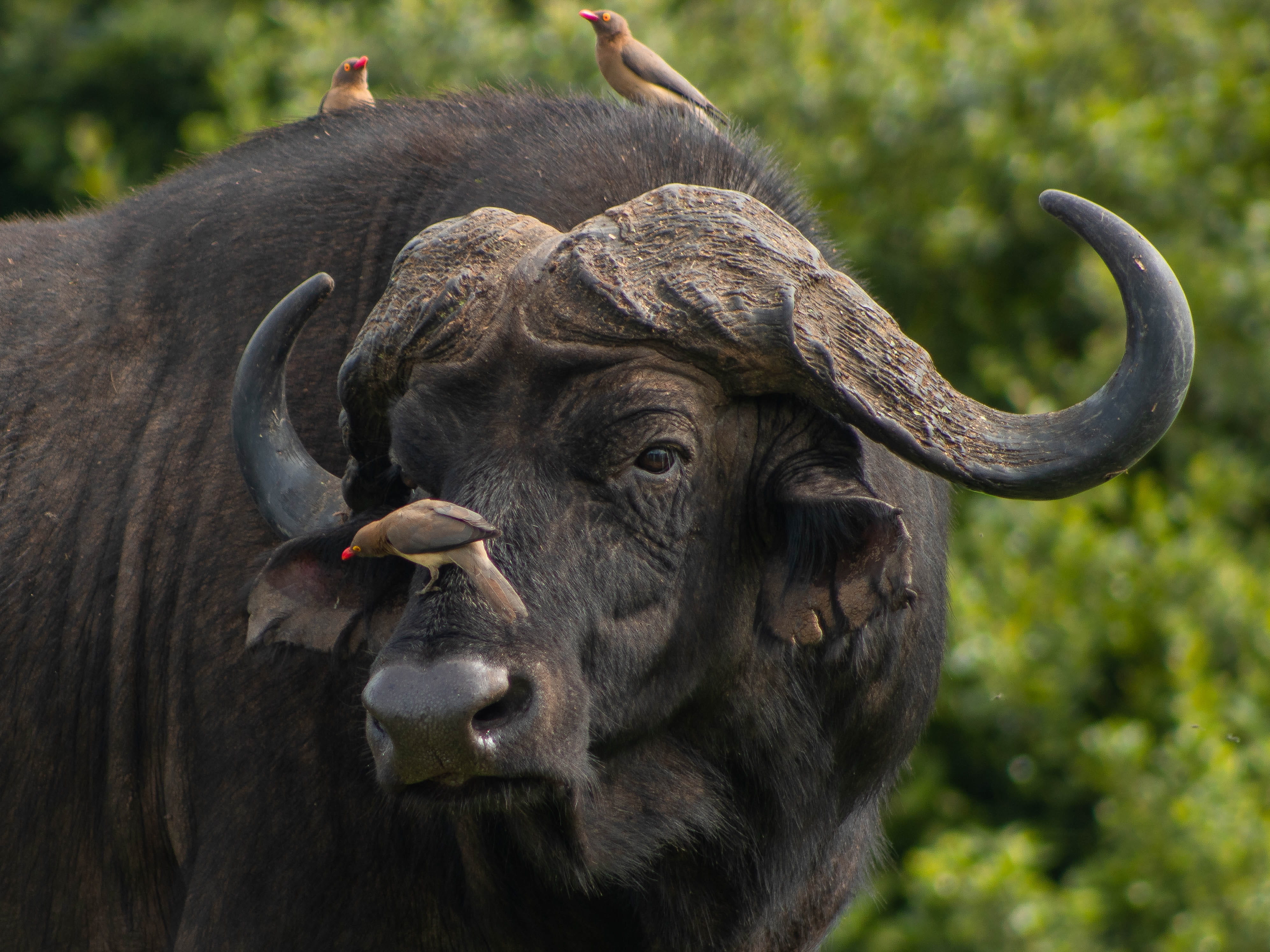 buffalo, kenya, wild, bird, the ark lodge, birds, animal, bull, forest, nature landscape, water, nature, animal themes, horned, africa, animal wildlife, HD Wallpaper