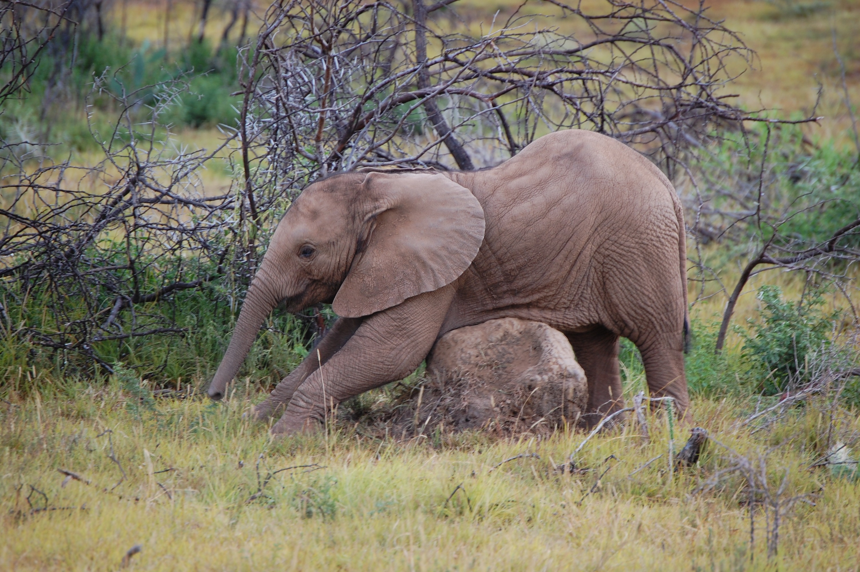 funny, one animal, plant, nature, wildlife reserve, body care, kenya, wilderness, brown, africa, animals In The Wild, animal trunk, tree, young elephant, HD Wallpaper
