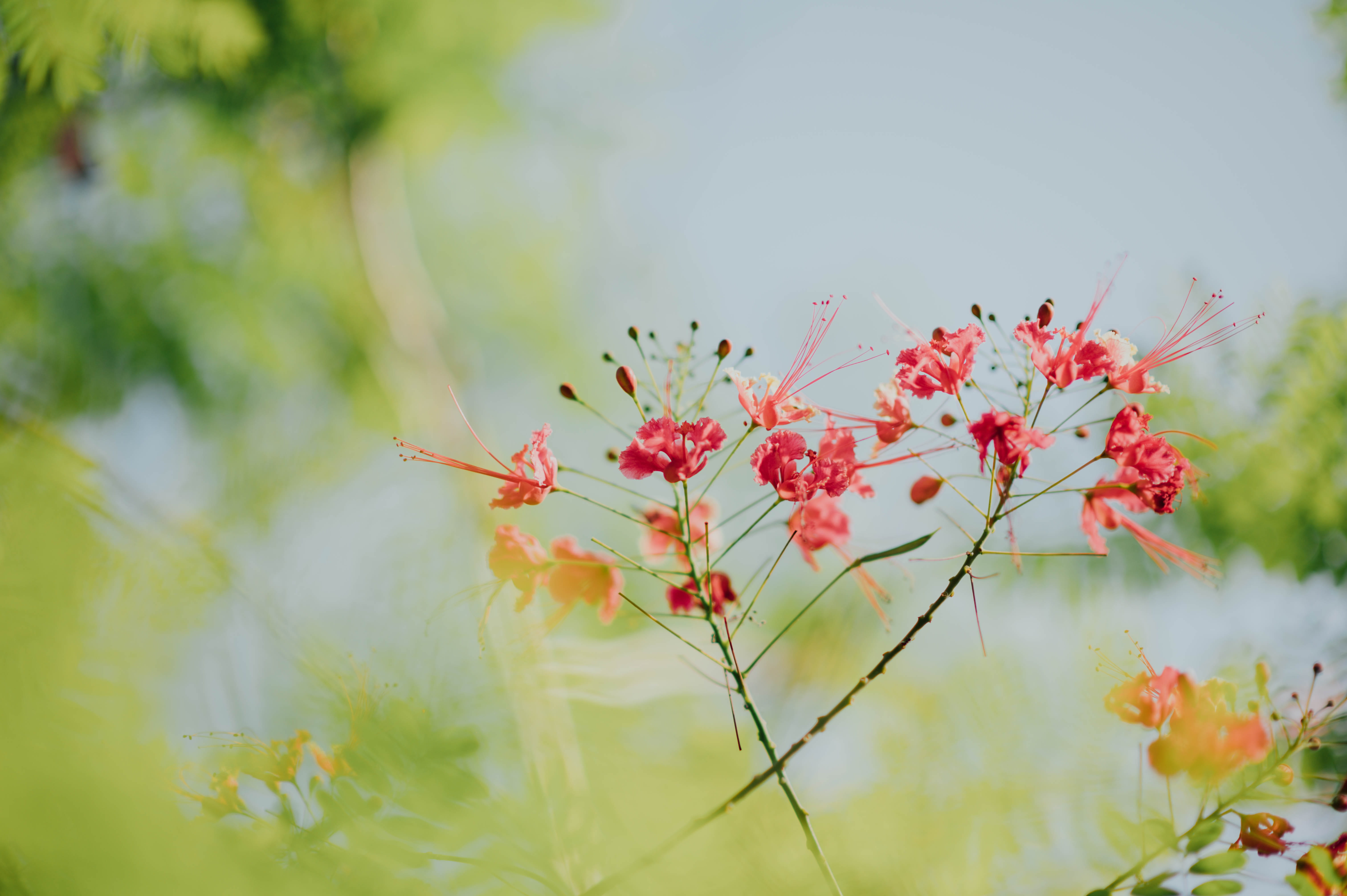 fruit, photography, leaf, animal, beauty in nature, flowering plant, pottery, inflorescence, geranium, selective focus, plant, freshness, pollen, flower, HD Wallpaper