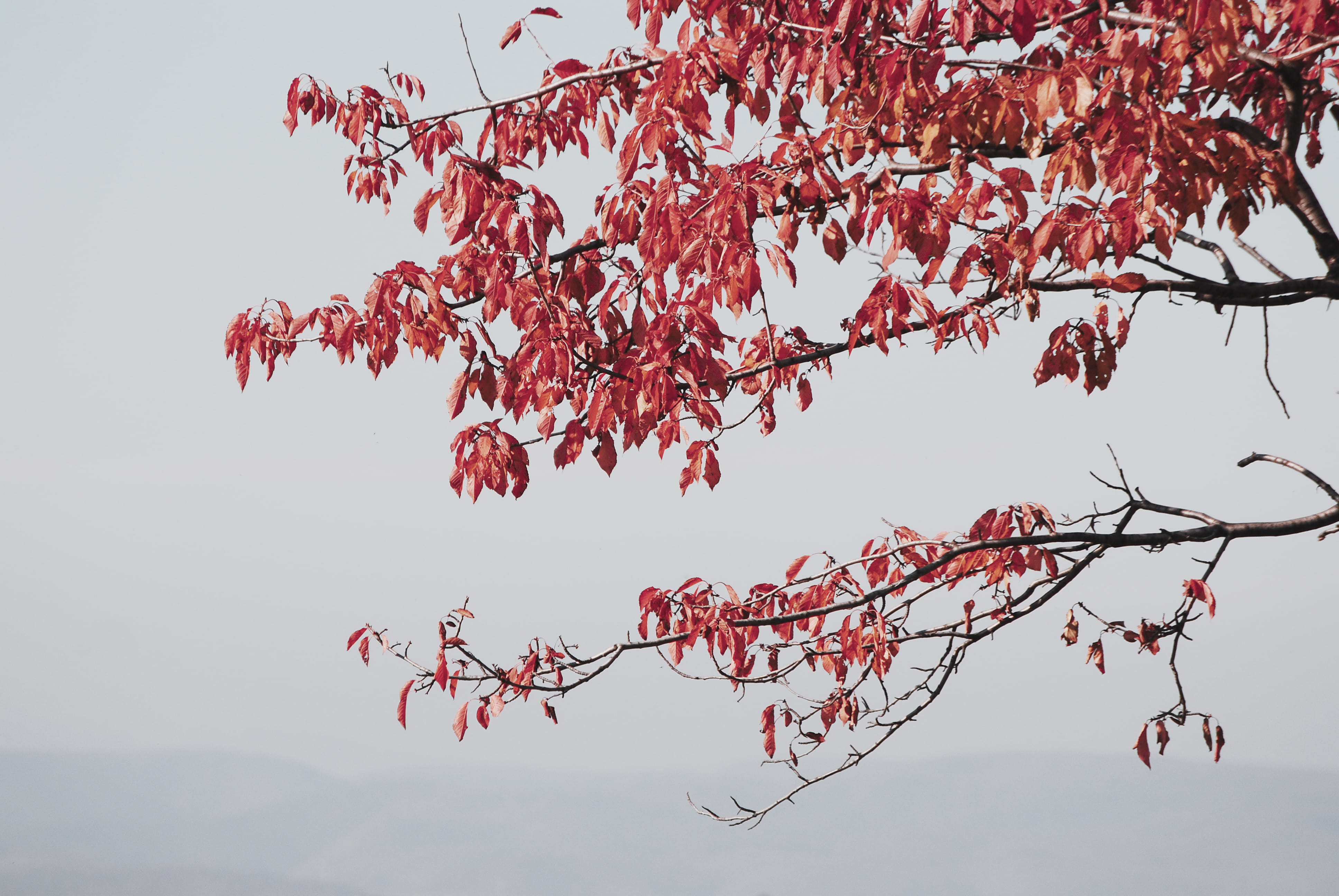 red, beauty in nature, clear sky, bee eater, pink, tree, animal, nature, springtime, growth, flying, tranquility, branch, petal, autumn, outdoors, sky, HD Wallpaper