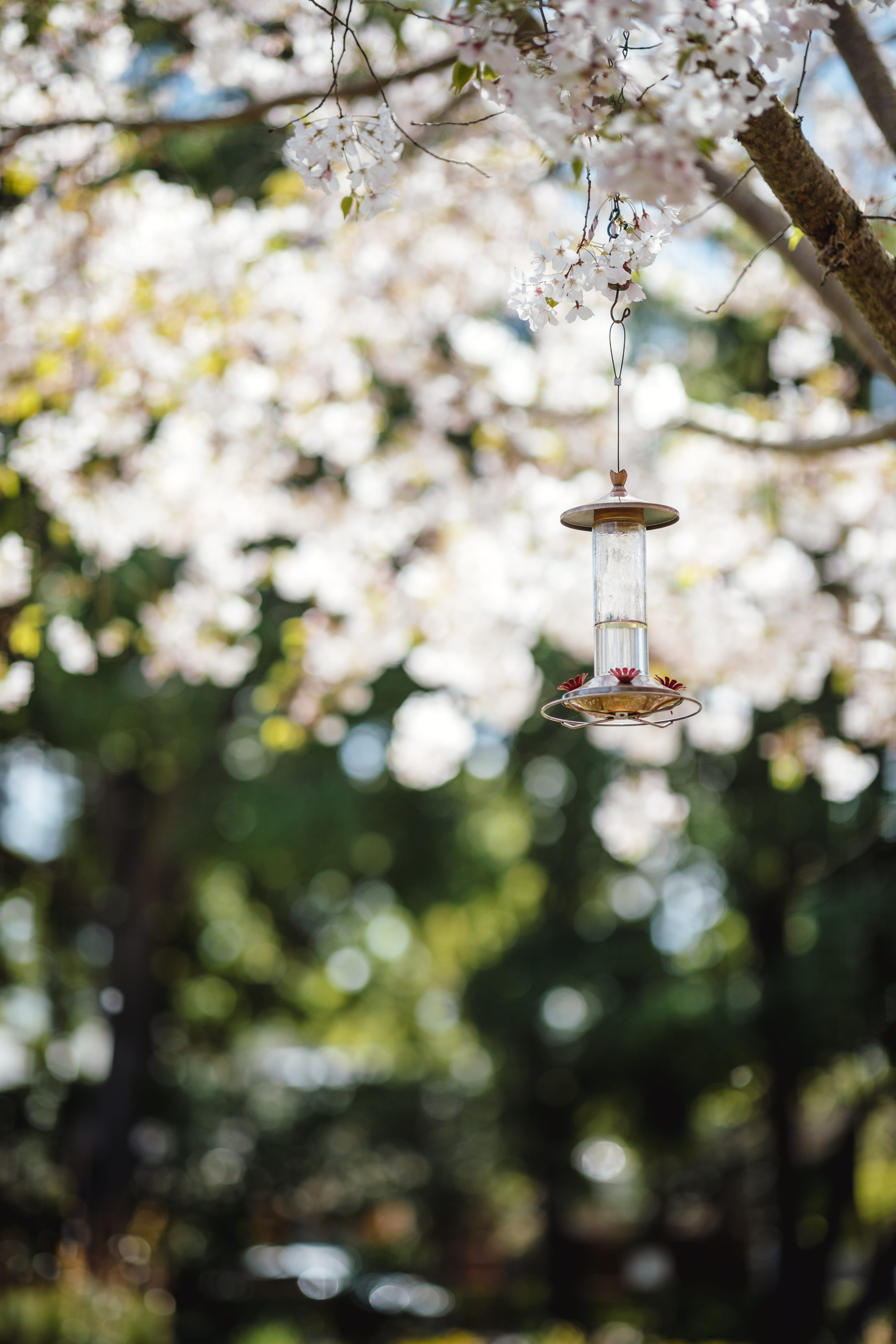 branch, home decor, chime, windchime, no people, bluebird, beauty in nature, droplet, decor, outdoors, musical instrument, text, low angle view, window, Phone HD Wallpaper