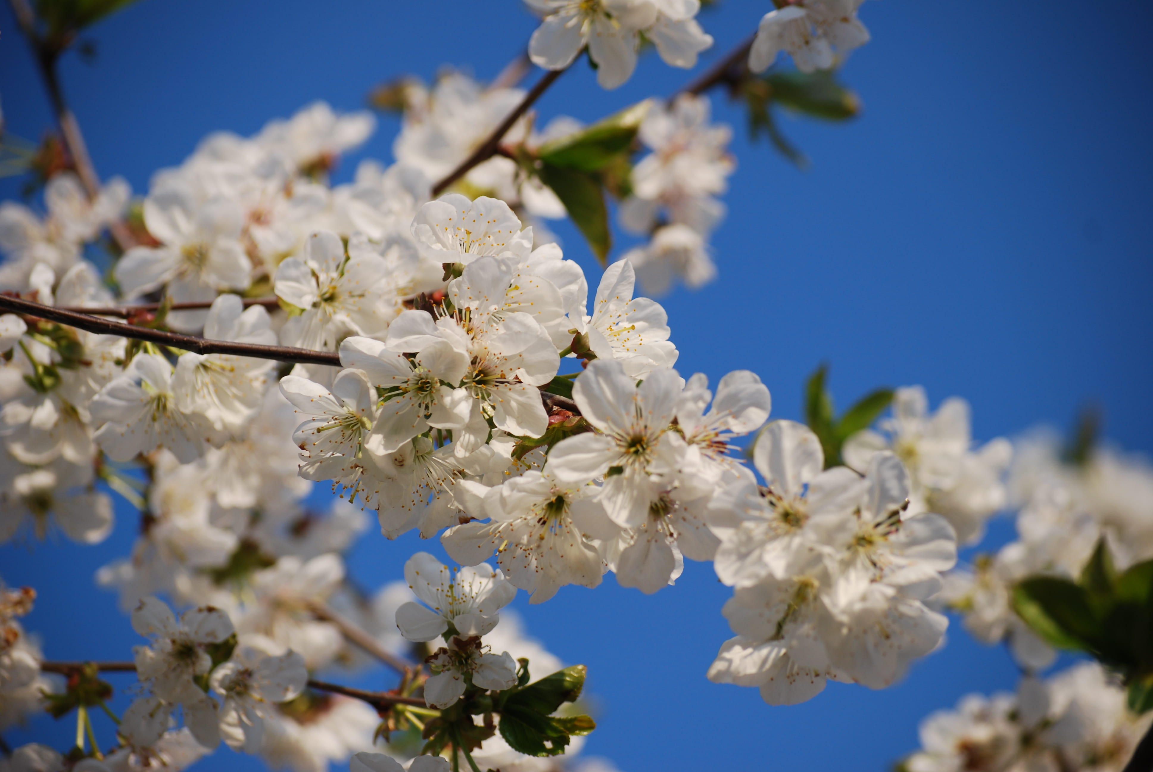 season, closeup photography, branch, growth, cherry Blossom, vulnerability, 4K, outdoors, color Image, plant, spring, blossoms, low angle view, freshness, HD Wallpaper