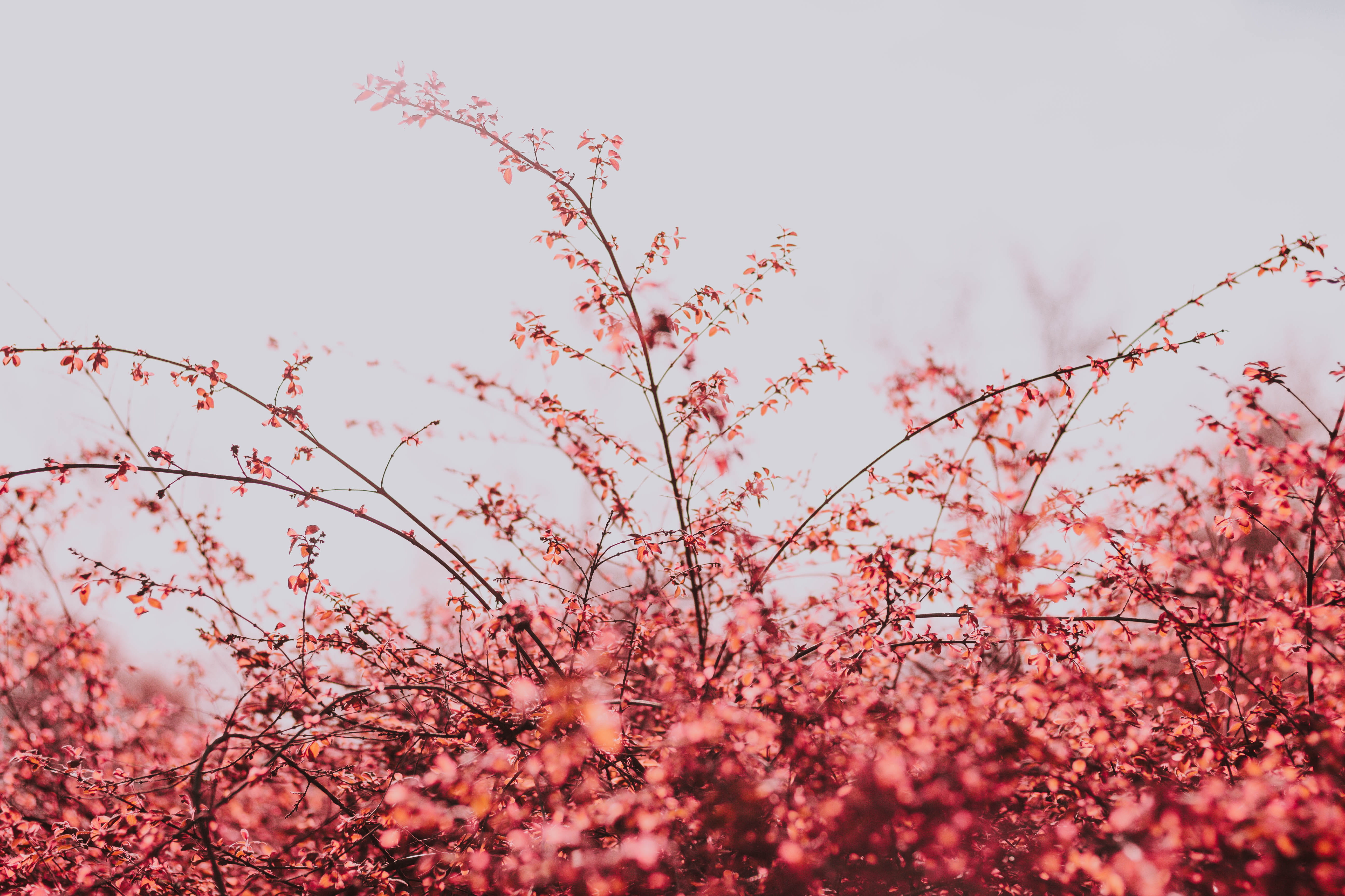 food, 5K, flowering plant, bee, no people, sky, close, bud, cherry blossom, branch, blossom, pollen, clear sky, spring, anther, pink color, low angle view, HD Wallpaper