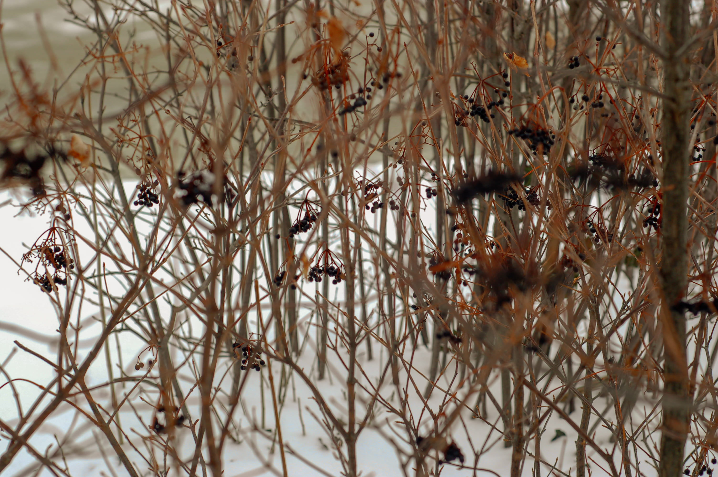 day, grass, snow, beauty in nature, land, droplet, field, bird, cold temperature, animal, chime, nature, 2K, selective focus, plant, lawn, tranquility, HD Wallpaper