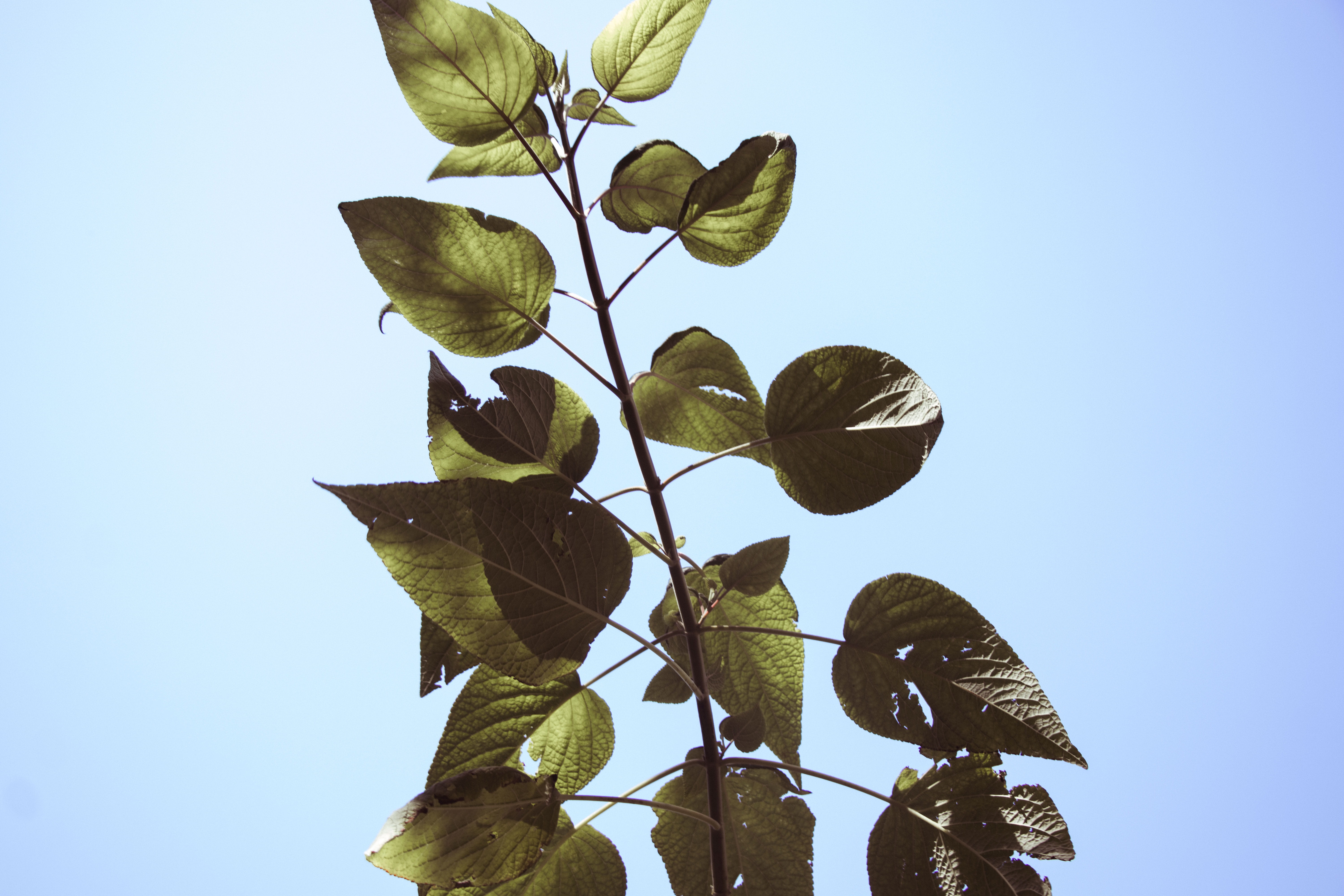 freshness, leaf, daytime, outdoors, ivy, 5K, green color, arecaceae, sycamore, nature, day, animal, beauty in nature, plant, natural condition, blue, clear sky, HD Wallpaper