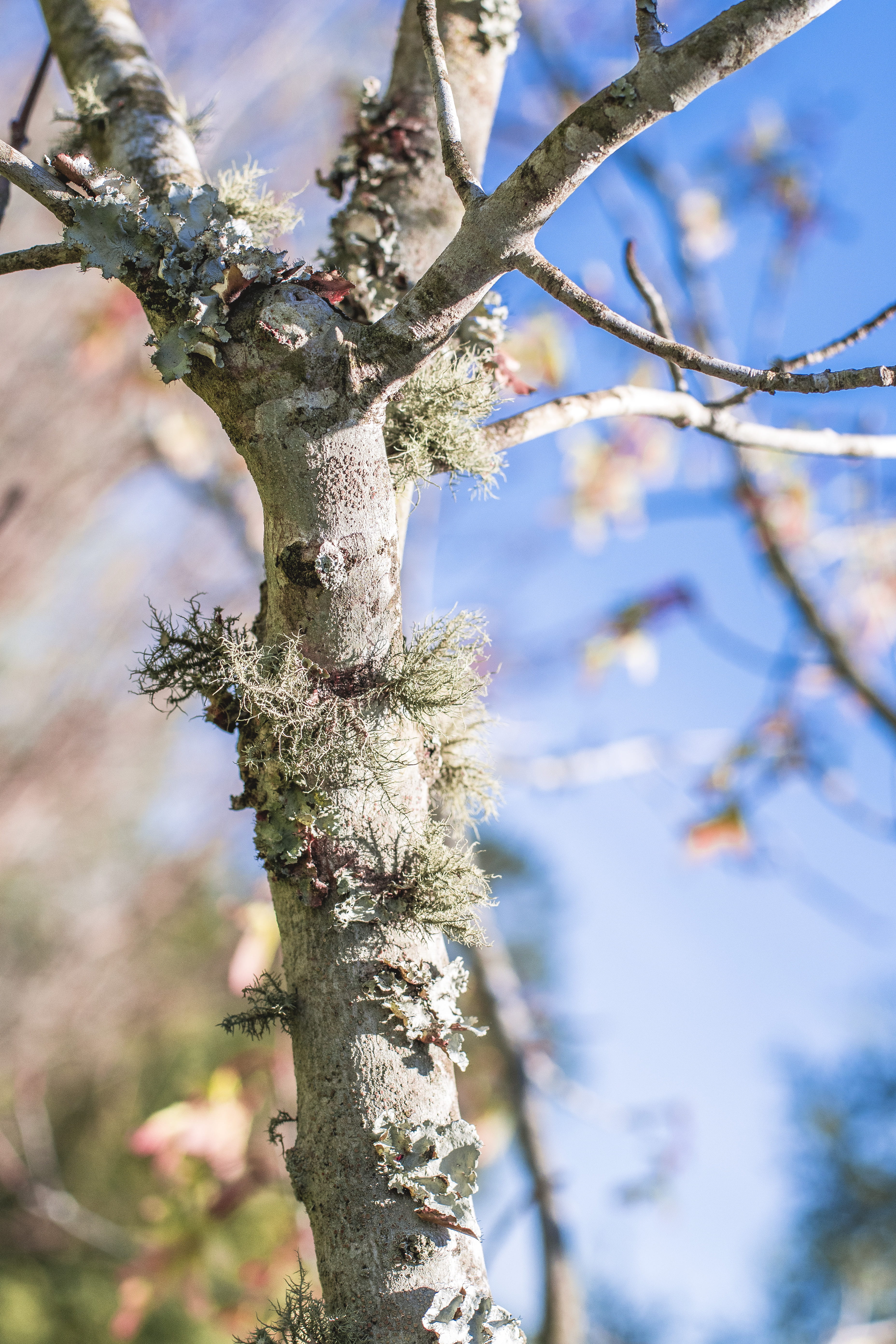 tree trunk, 5K, tranquility, fruit, food, focus on foreground, conifer, bare, bee eater, close, flower, sky, tree, lichen, coniferous tree, woodpecker, Phone HD Wallpaper