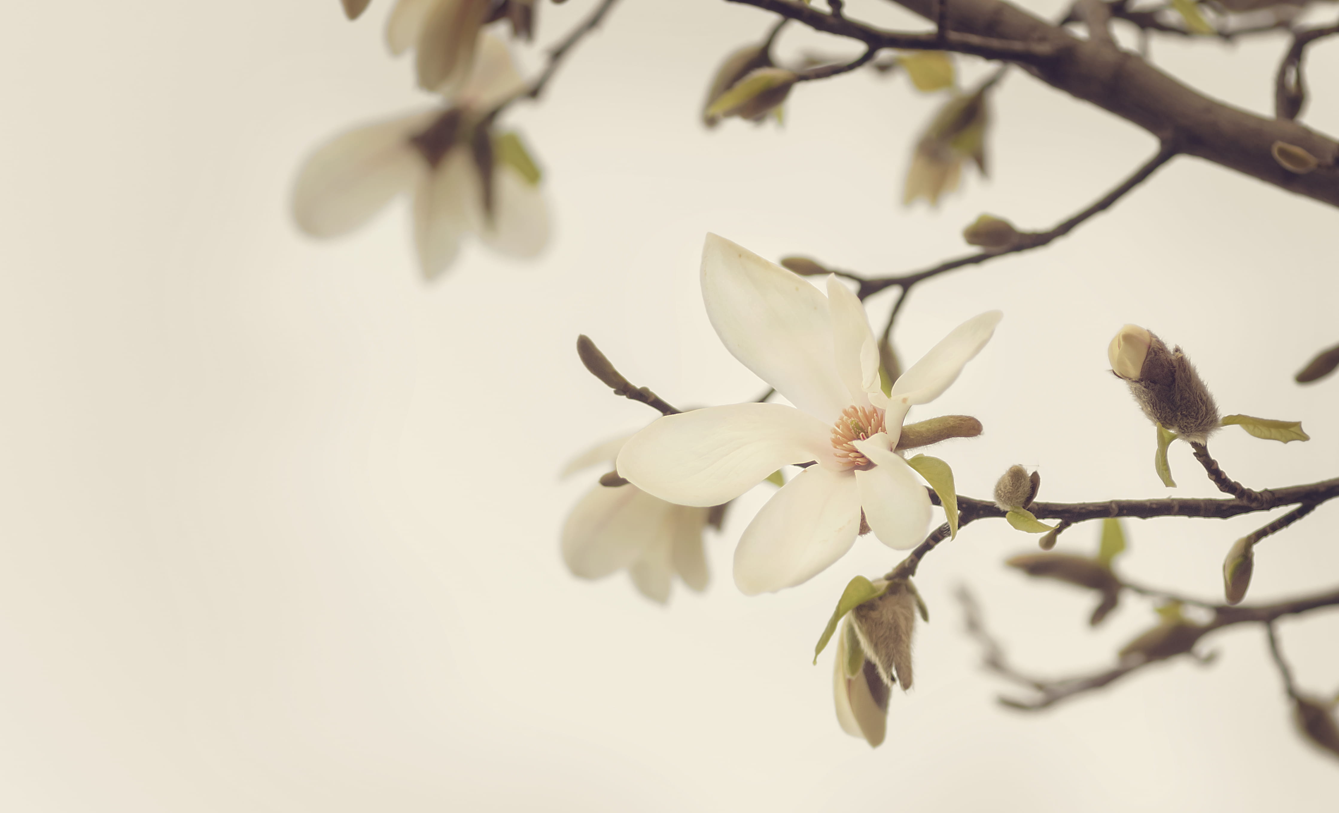 photography, 4K, flowers, springtime, white color, close, flower, geranium, growth, petals, focus on foreground, bird, flower head, beauty in nature, no people, HD Wallpaper