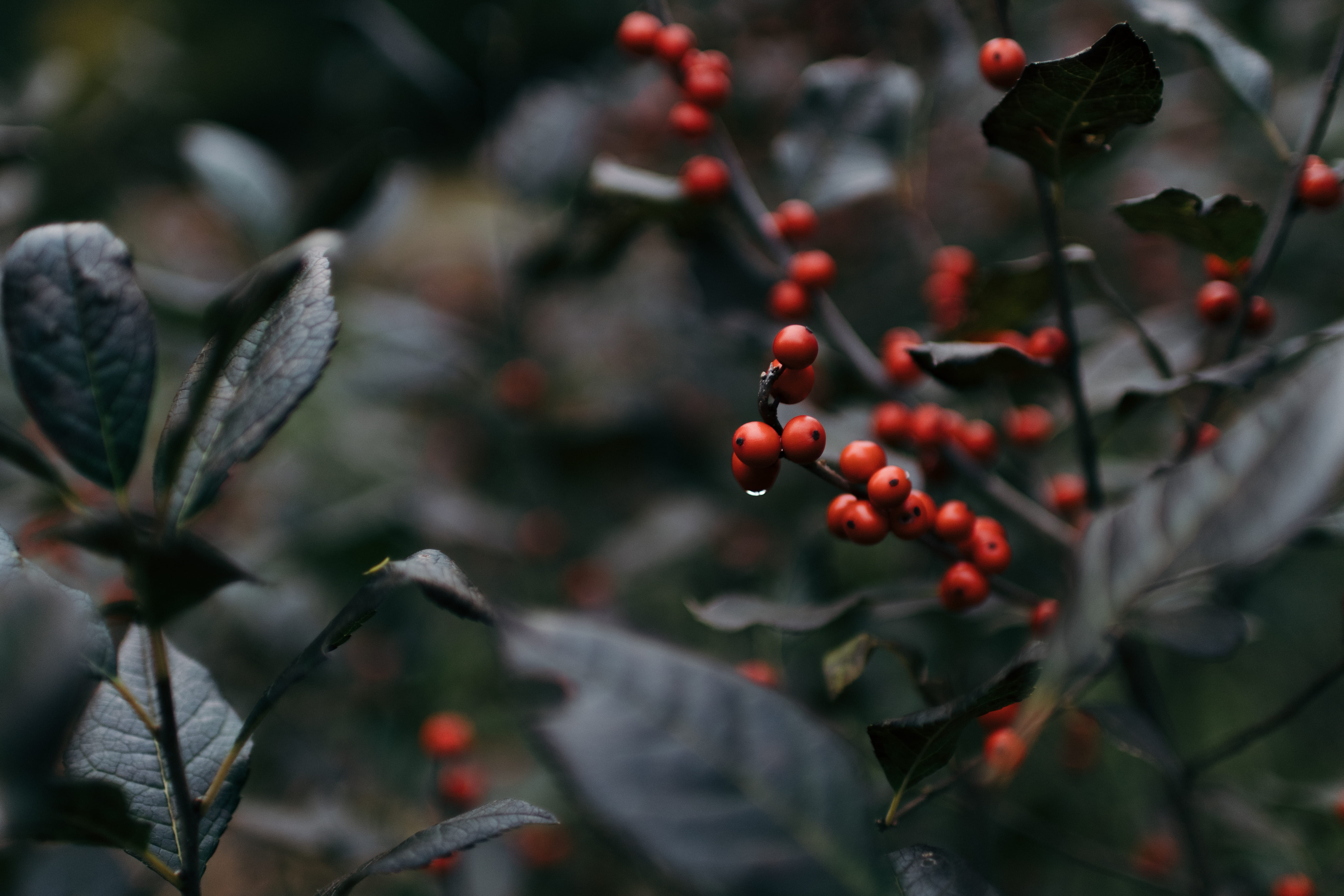 grain, close-up, red, growth, rowanberry, acorn, day, flora, hummingbird, united states, daytime, focus on foreground, photography, animal, plant, round, HD Wallpaper