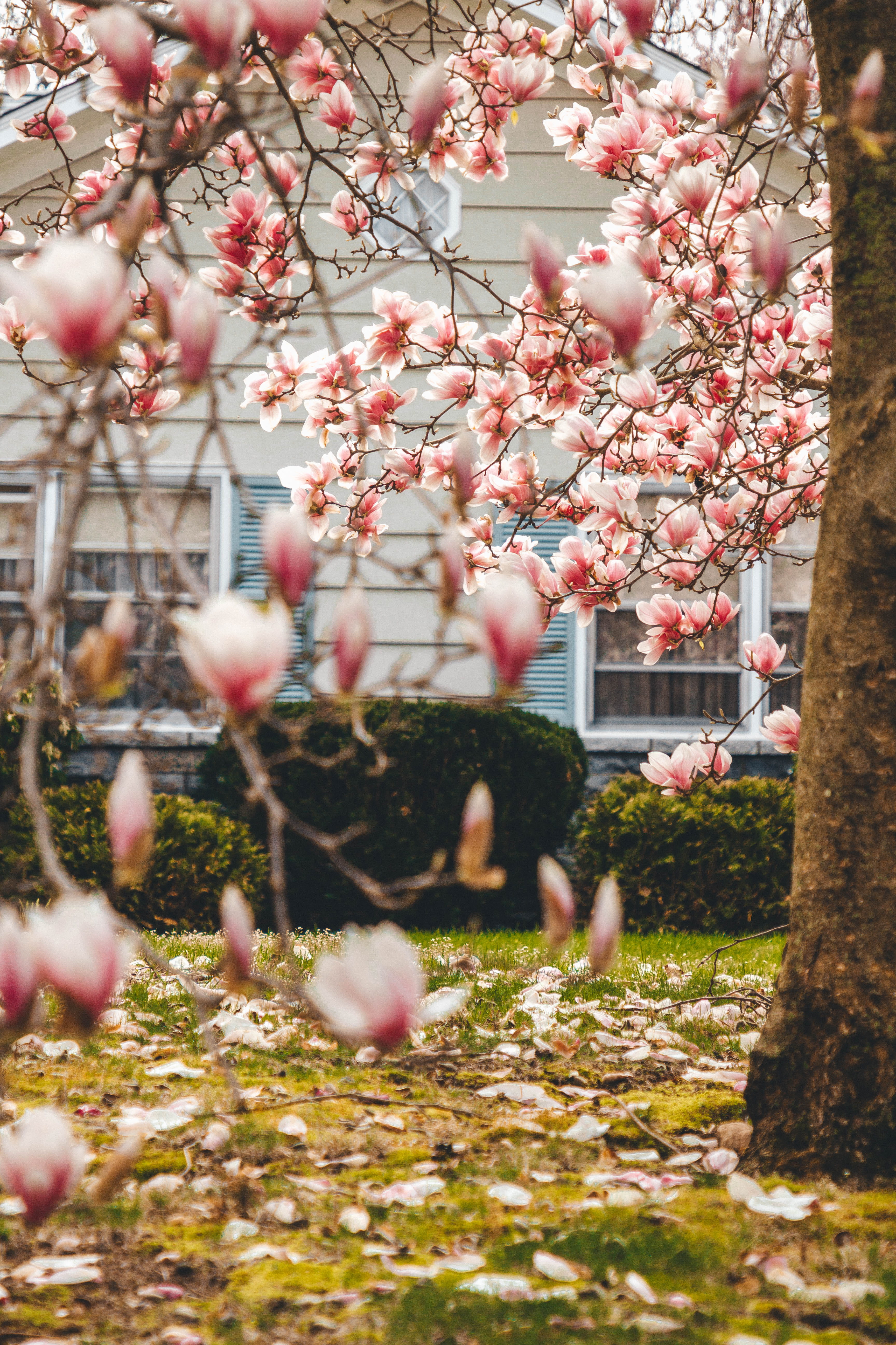 building exterior, fir, day, no people, flowering plant, selective focus, built structure, planting, fowl, beauty in nature, outdoors, growth, chicken, Phone HD Wallpaper