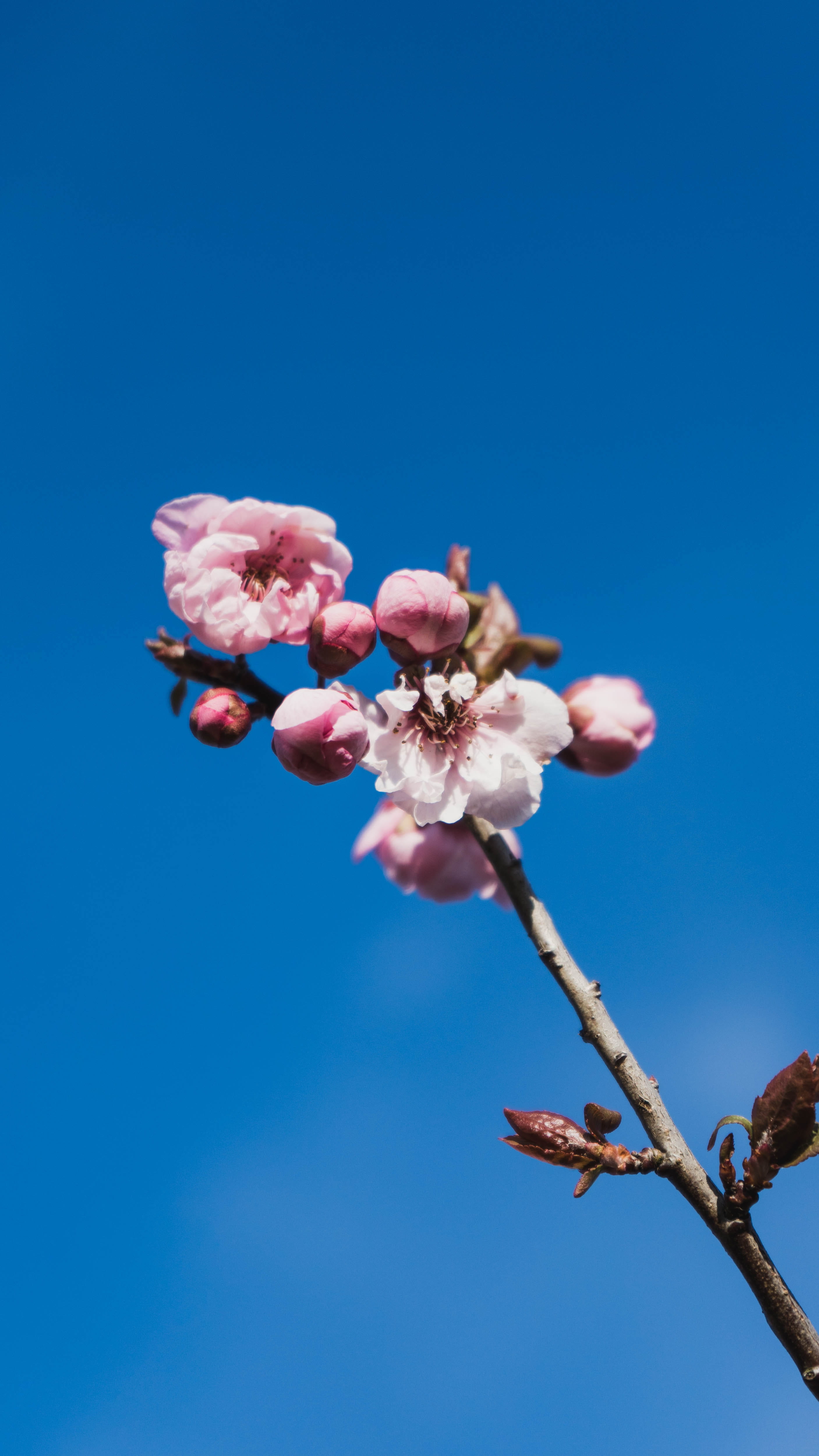 tree, vulnerability, animal, produce, beauty in nature, sprout, white, apricot, petal, pollen, pink color, blossom, cherry, freshness, fragility, springtime, Phone HD Wallpaper