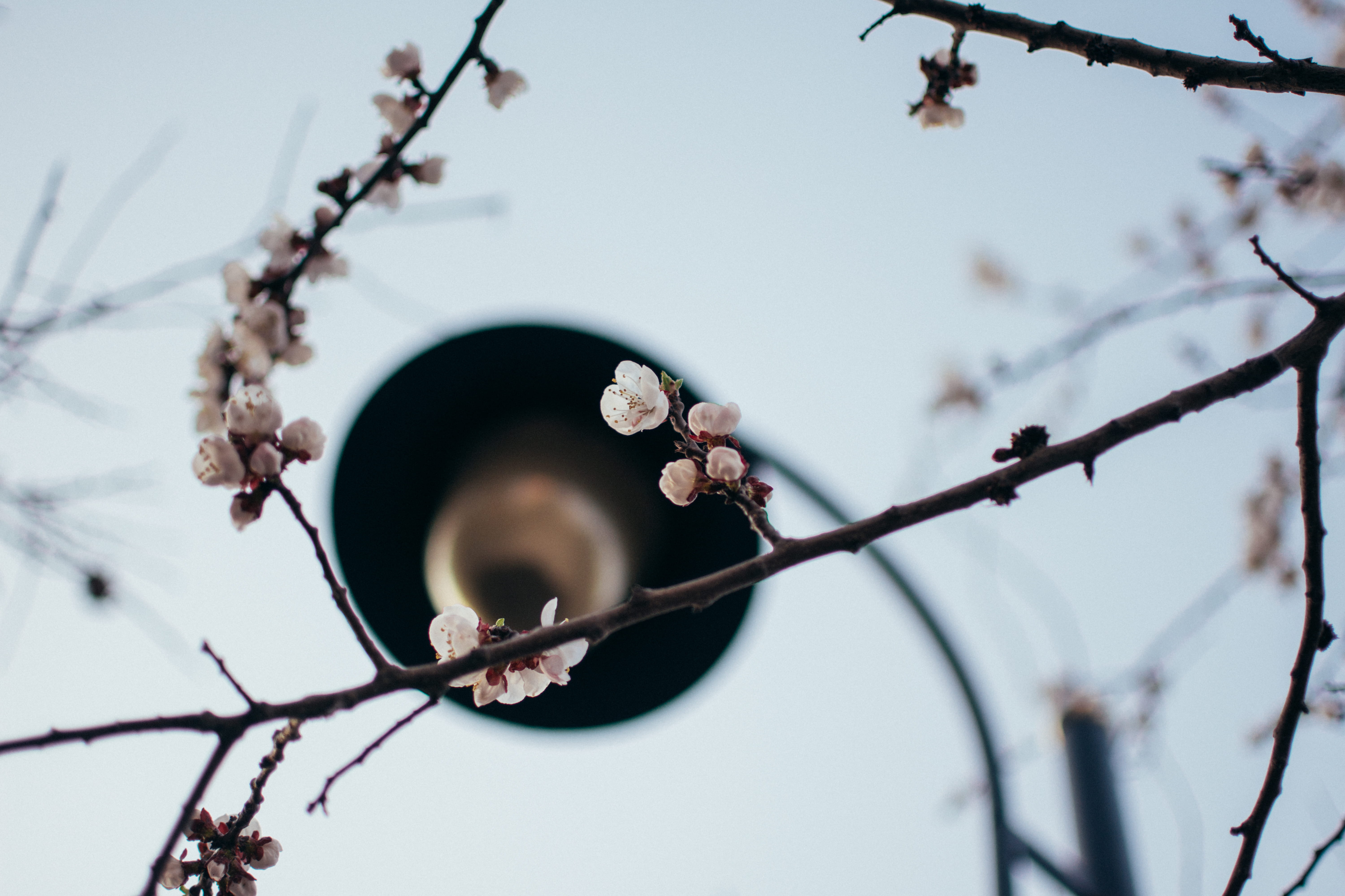 poppy, seagull, fruit, twig, plant, wire, 5K, growth, cherry blossom, bird, springtime, vulnerability, pollen, low angle view, bluebird, selective focus, HD Wallpaper