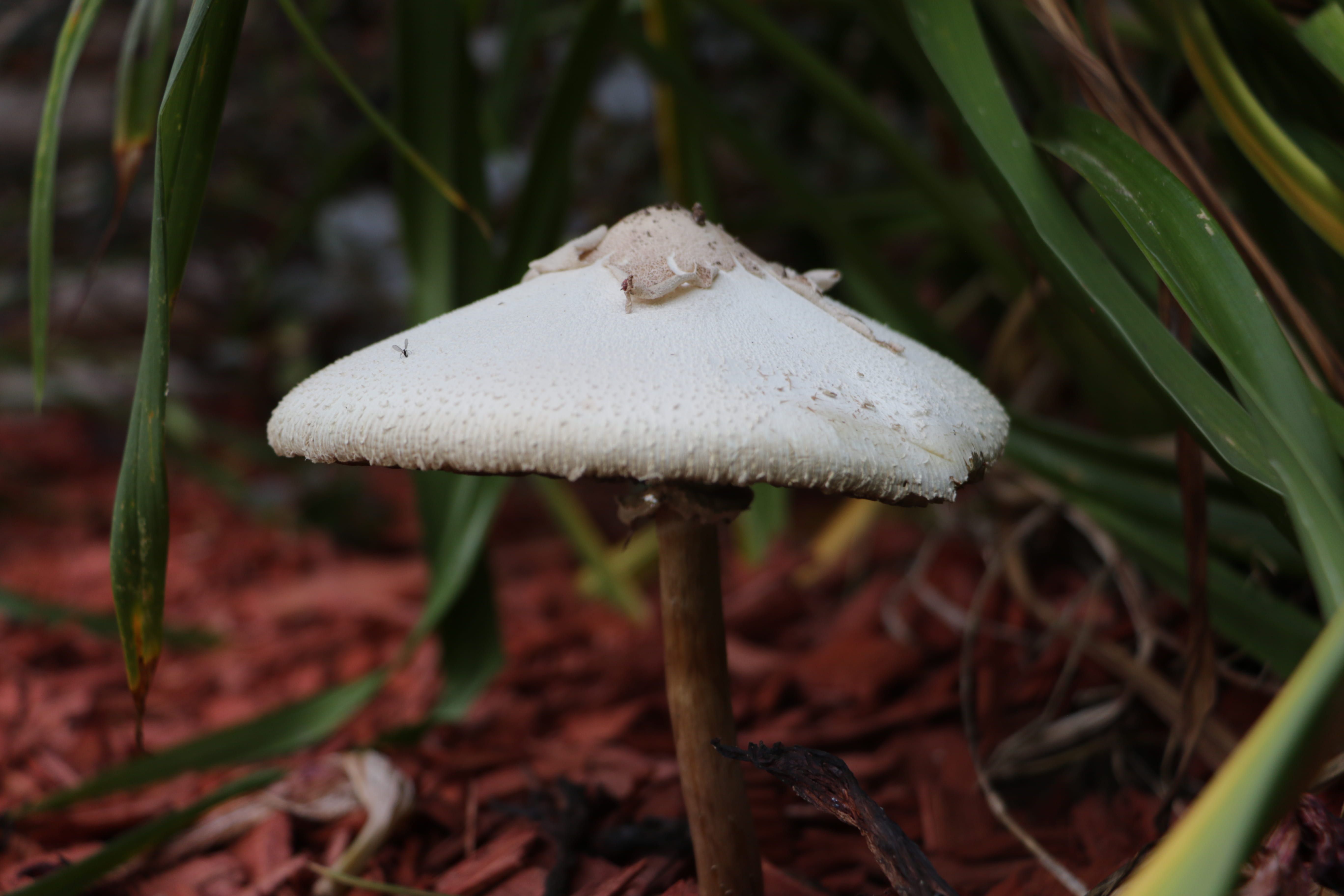 flower, food, mushroom, wildlife, invertebrate, blossom, outdoors, vegetation, animal, wild, daytime, beauty in nature, mammal, nature, land, edible mushroom, HD Wallpaper