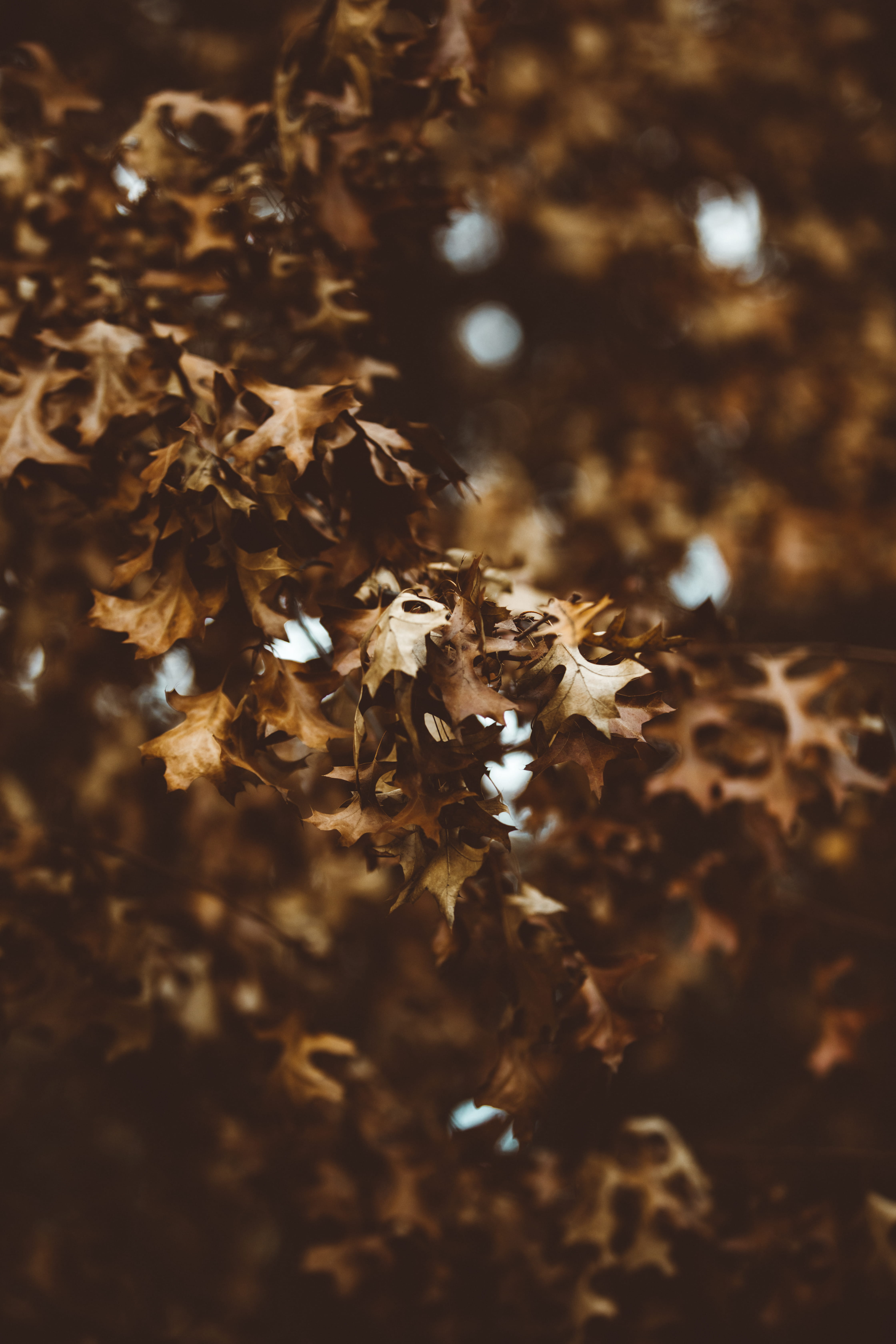 growth, tree, brown, droplet, selective focus, day, focus on foreground, leaf, autumn, macro, symbol, geranium, dry, change, blossom, nature, close-up, Phone HD Wallpaper