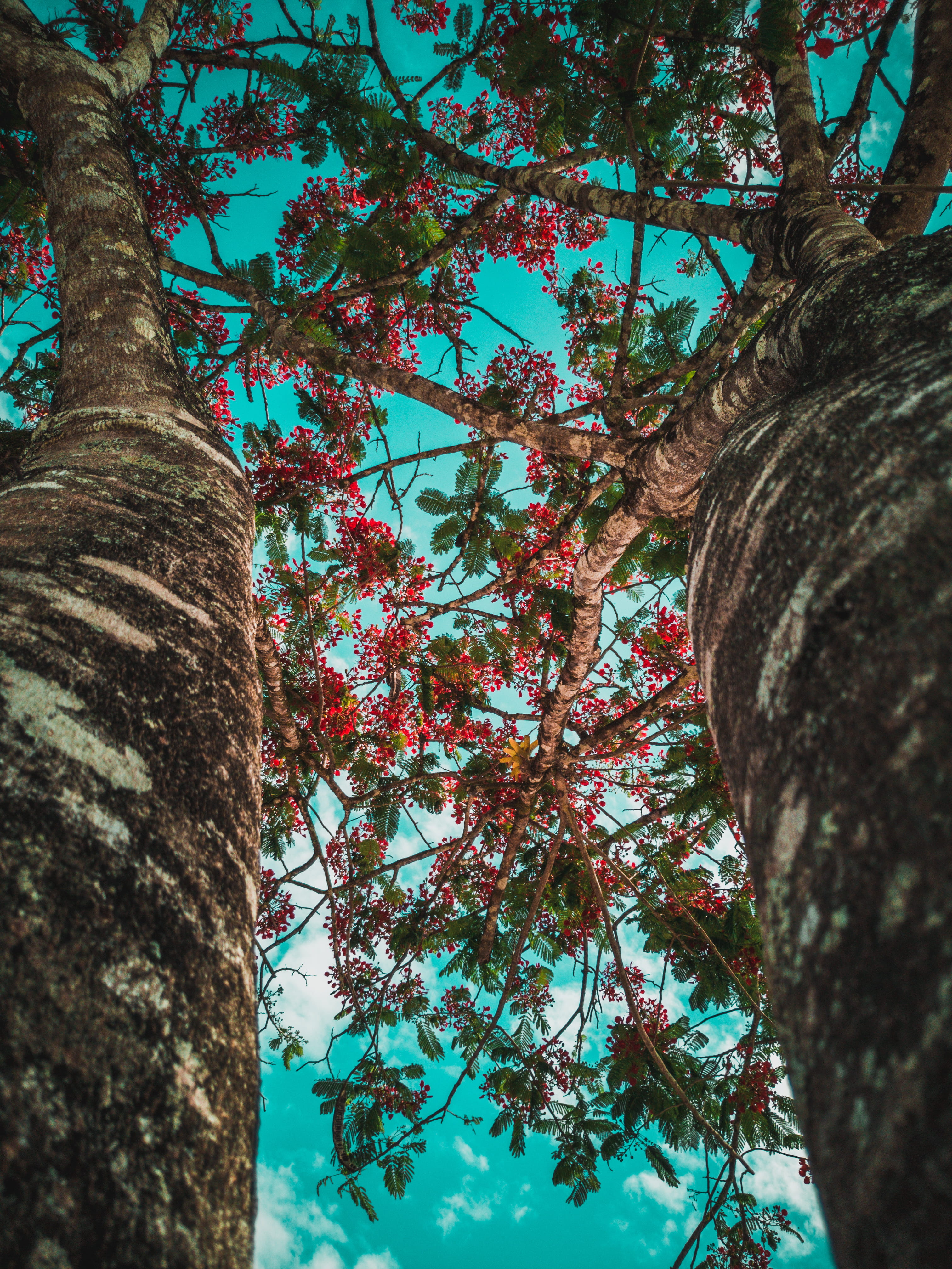 angle, outdoors, flower, plant, trees, tree, day, woodpecker, tranquility, hibiscus, bird, directly below, banister, flicker bird, bark, nature, low, sky, Phone HD Wallpaper