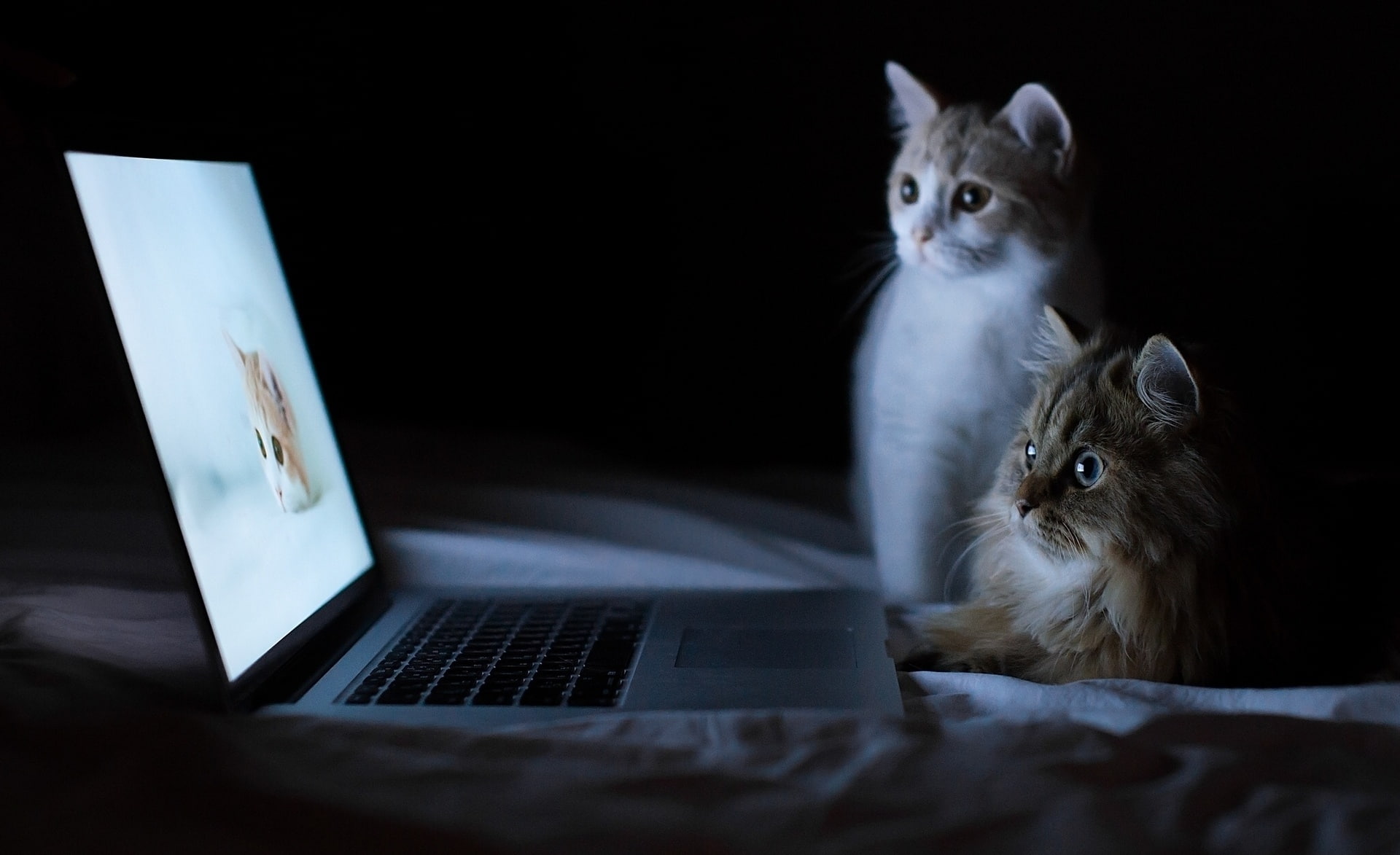 Pets, Internet, Cats, black, dark, feline, domestic, domestic animals, sitting, mammal, animal, indoors, cat, gray, domestic cat, using laptop, one animal, HD Wallpaper