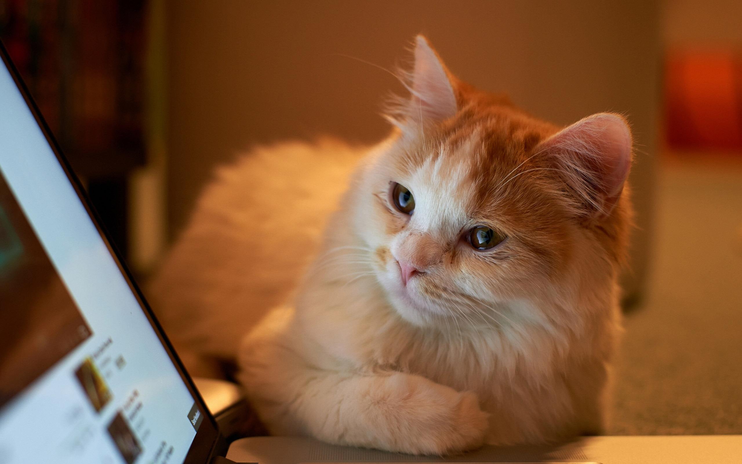 orange, looking, laptop, fur, cat, animals, 2K, 2560x1600, HD Wallpaper