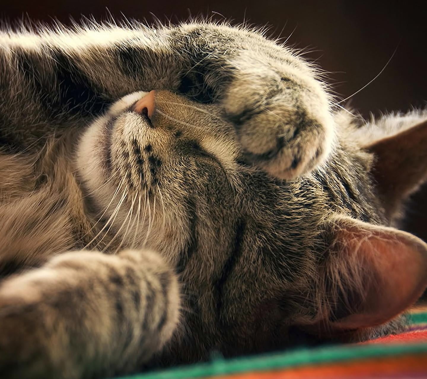 animal themes, domestic, mammal, domestic cat, paw, animal, pets, vertebrate, hair, feline, one animal, white, eyes closed, 720P, sleeping, animals, no people, HD Wallpaper