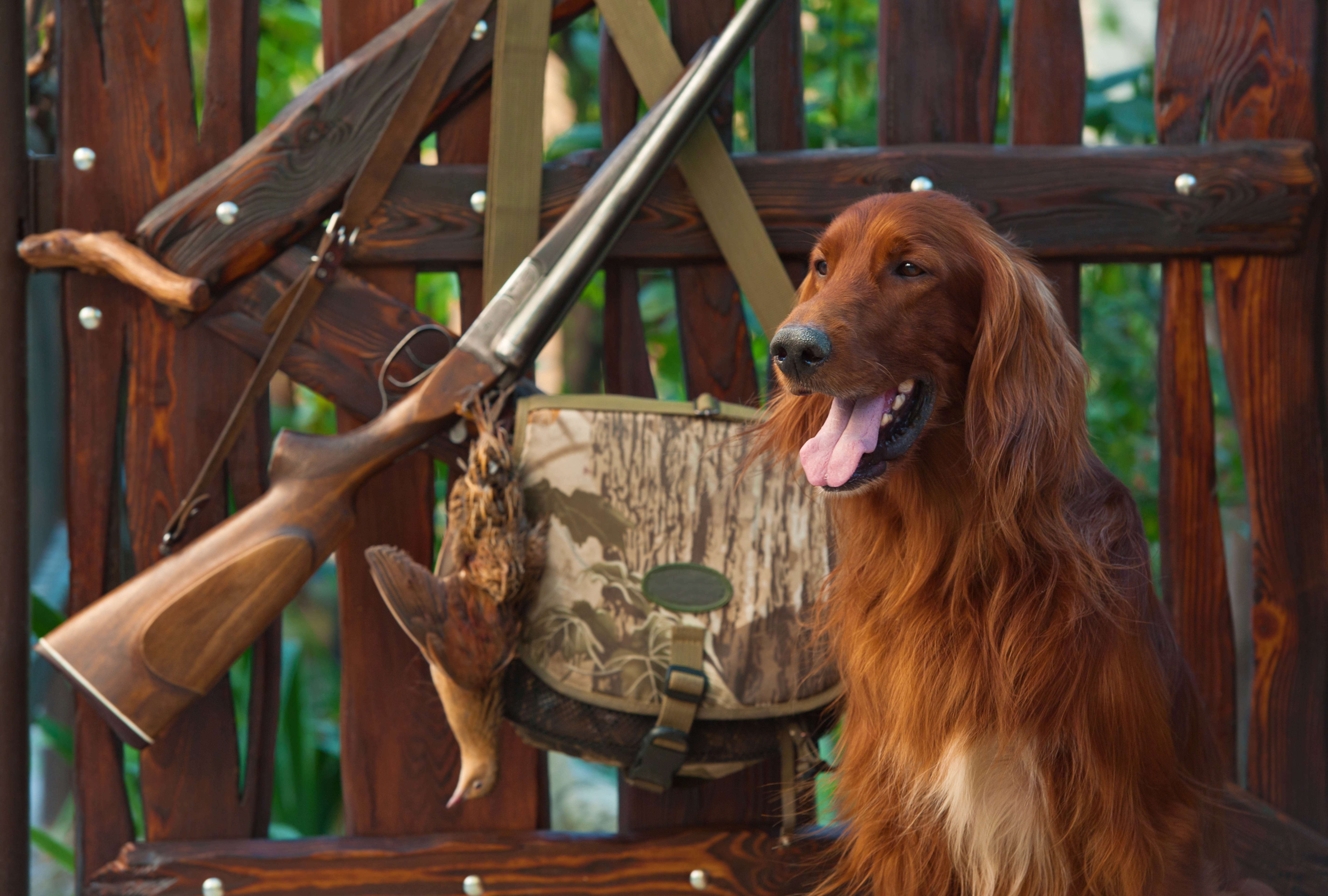 wallpaper., hunting, no people, animal, canine, focus on foreground, red, dog, the gun, setter, 8K, brown, domestic, training, morning, looking away, wood - material, HD Wallpaper