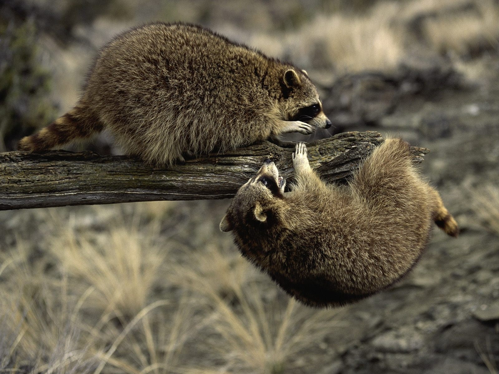 bandits, 720P, hd, playful, animals, upside-down, raccoons, montana, upside, HD Wallpaper