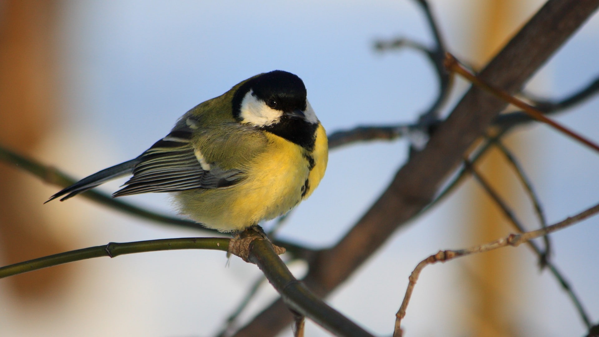 branch, 1080P, birds, titmouse, twigs, HD Wallpaper