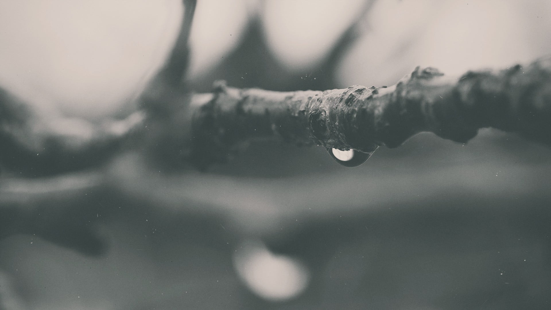 drop, frost, 1080P, day, backgrounds, white, snow, moist, photography, calm, ice, reflection, snowing, branch, nature, cold temperature, season, freshness, HD Wallpaper