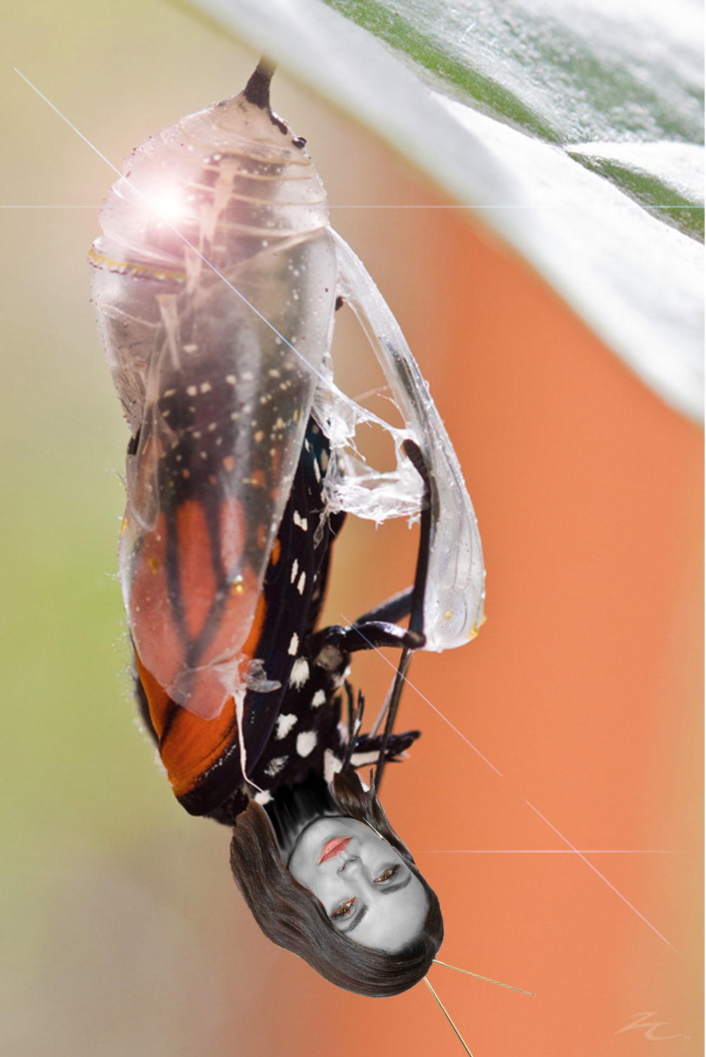 no people, animal themes, outdoors, extreme close-up, metal, water, spider web, butterfly, technology, colored background, day, invertebrate, 720P, close-up, Phone HD Wallpaper