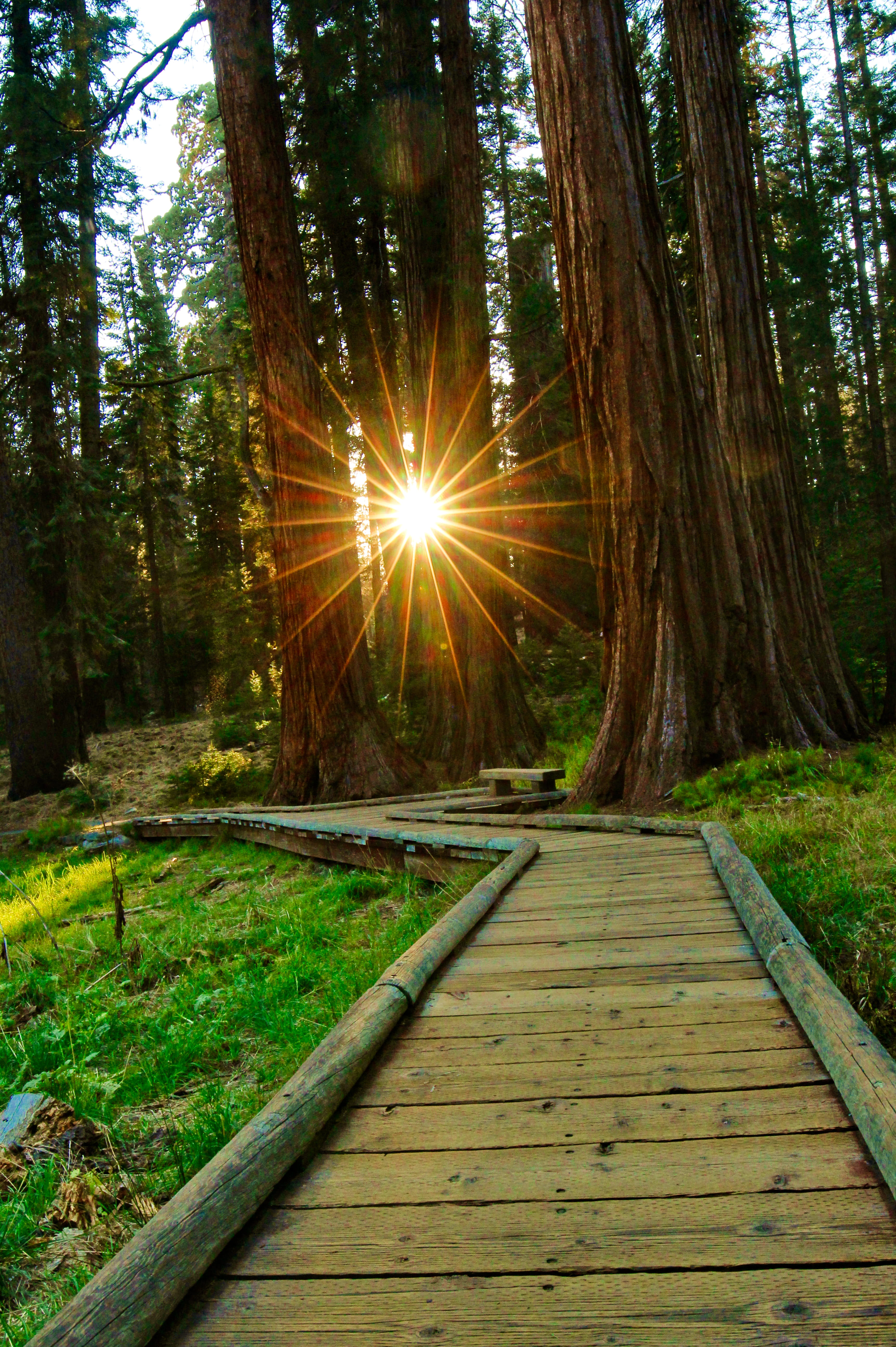 tranquil scene, tree, no people, sunset, nature, shine, day, sequoia national park, wood - material, outdoors, united states, beauty in nature, non-urban scene, Phone HD Wallpaper