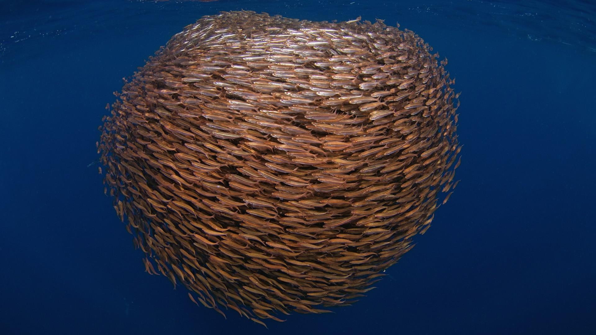 underwater, fish, swimming, 1080P, sea, HD Wallpaper