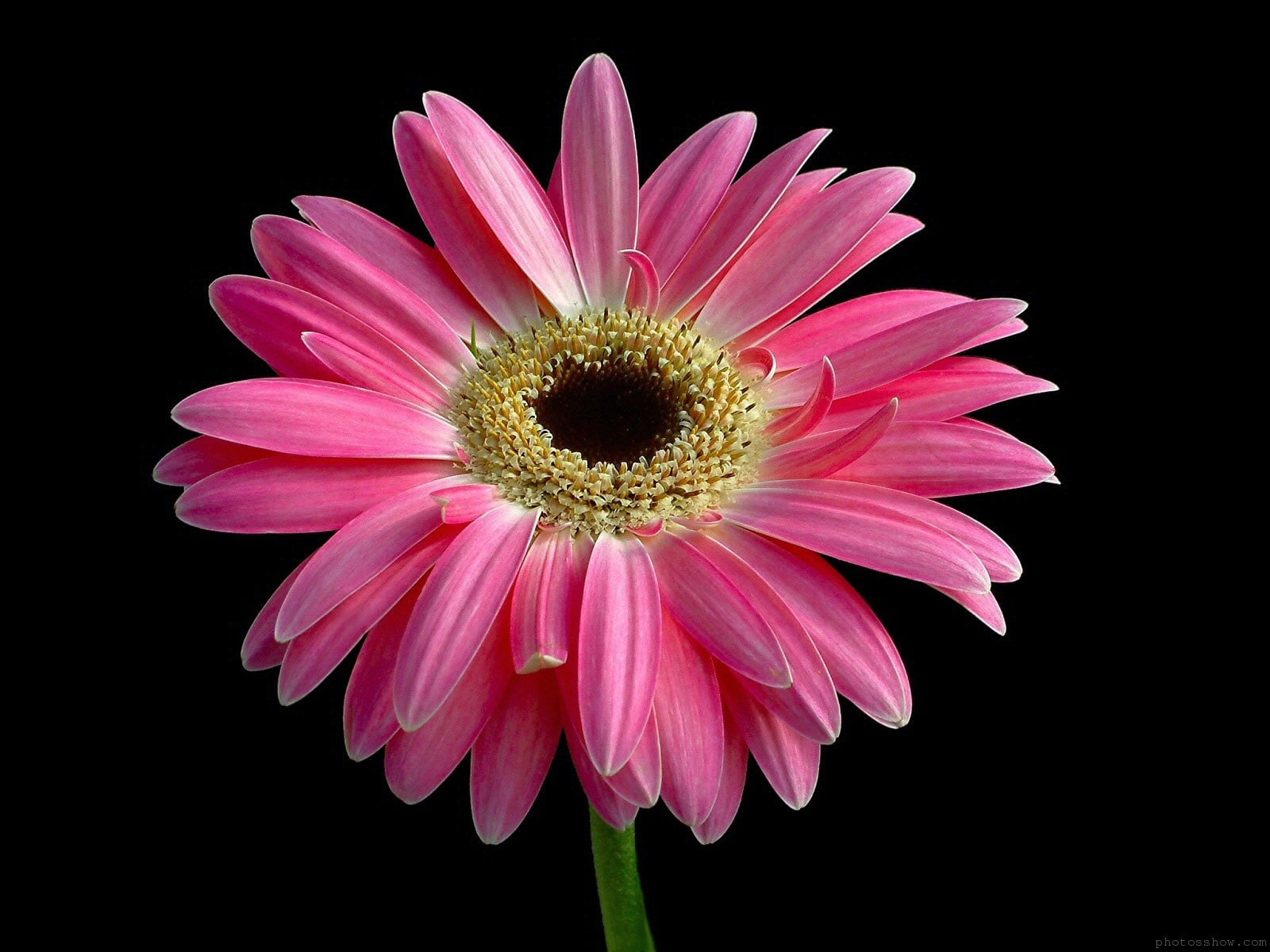 720P, Flower, Felicia, Pink, HD Wallpaper