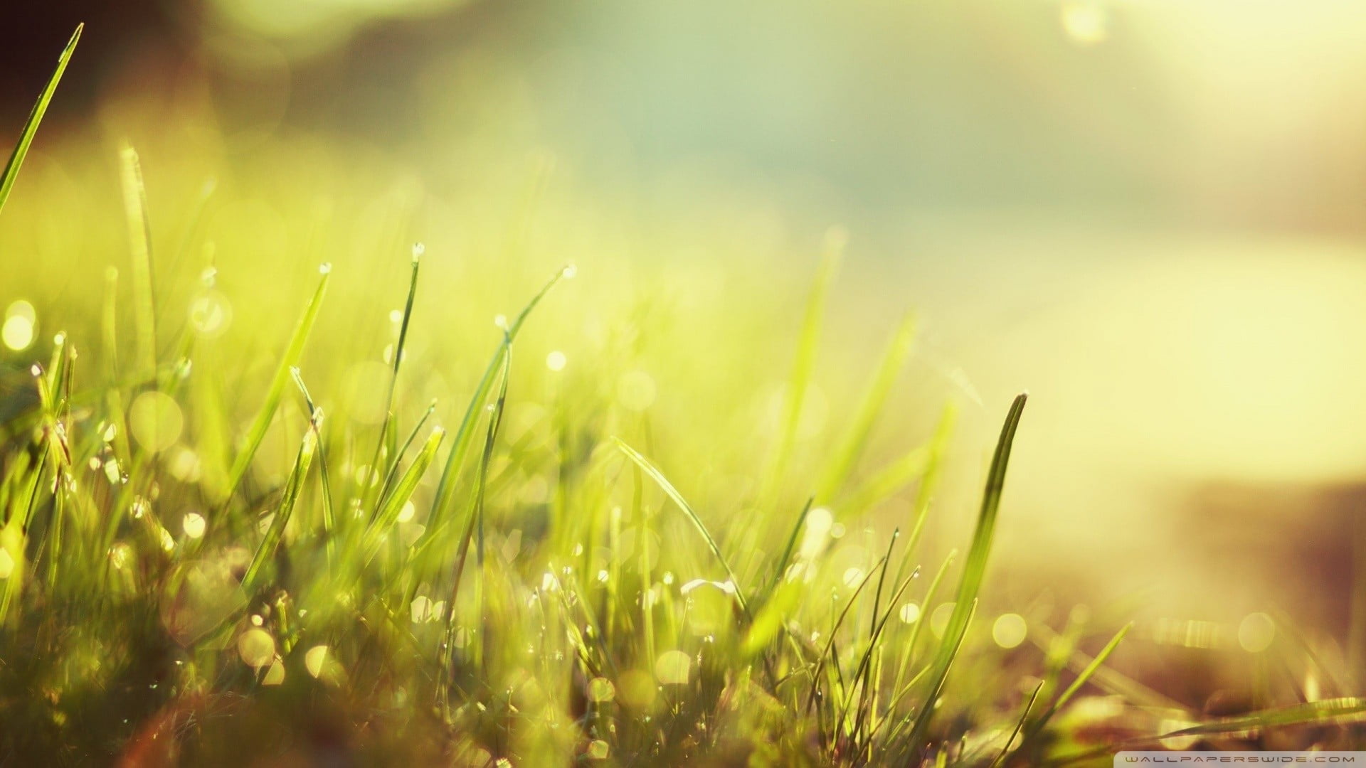 defocused, vibrant Color, tranquility, abstract, raindrop, growth, drop, outdoors, land, 1080P, shiny, dew, plain, close-up, summer, landscape, freshness, HD Wallpaper