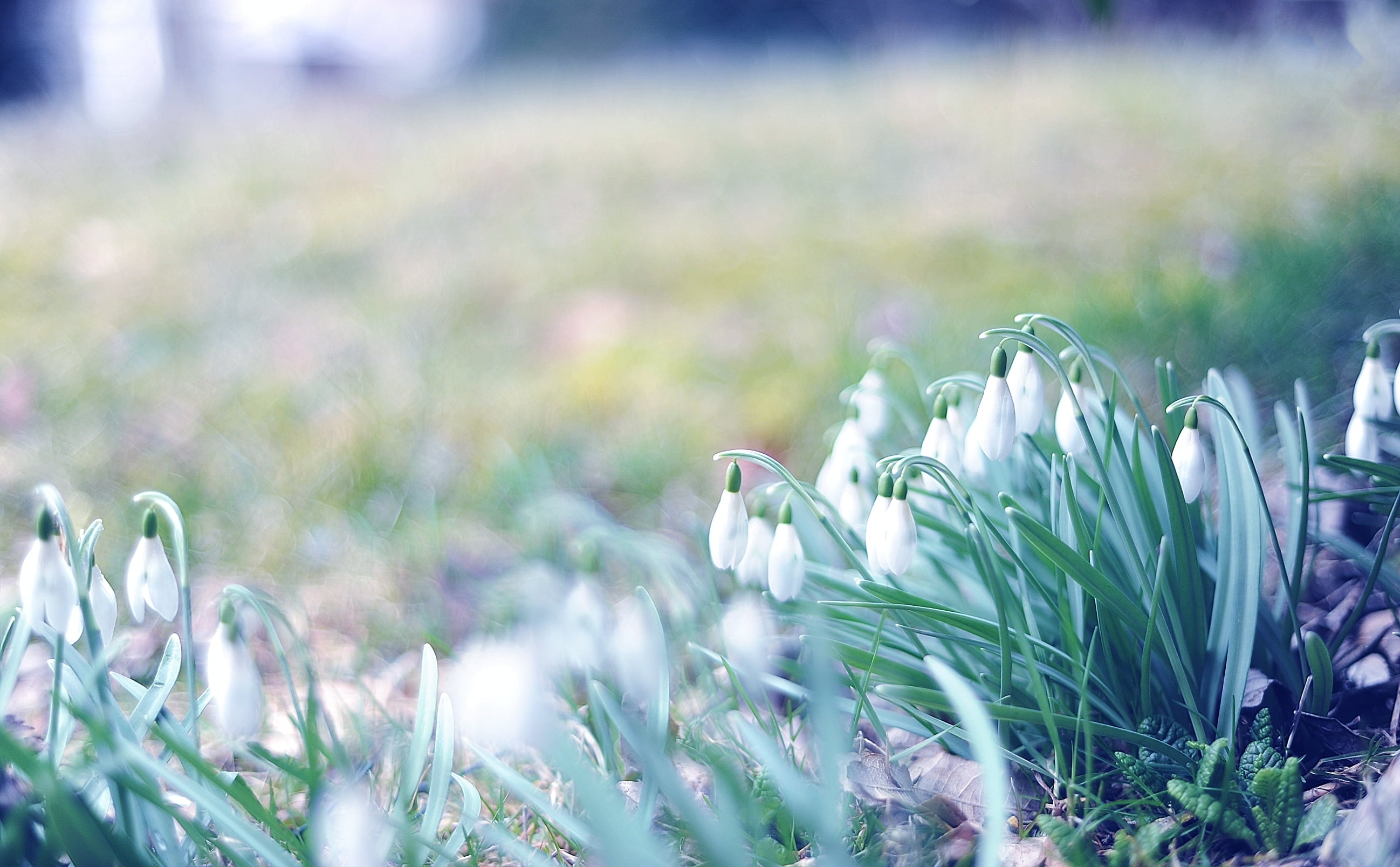 white, flower Head, 2K, crocus, plant, softness, leaf, light, botany, defocused, petal, rural Scene, blue, fragility, bright, summer, no People, nature, HD Wallpaper