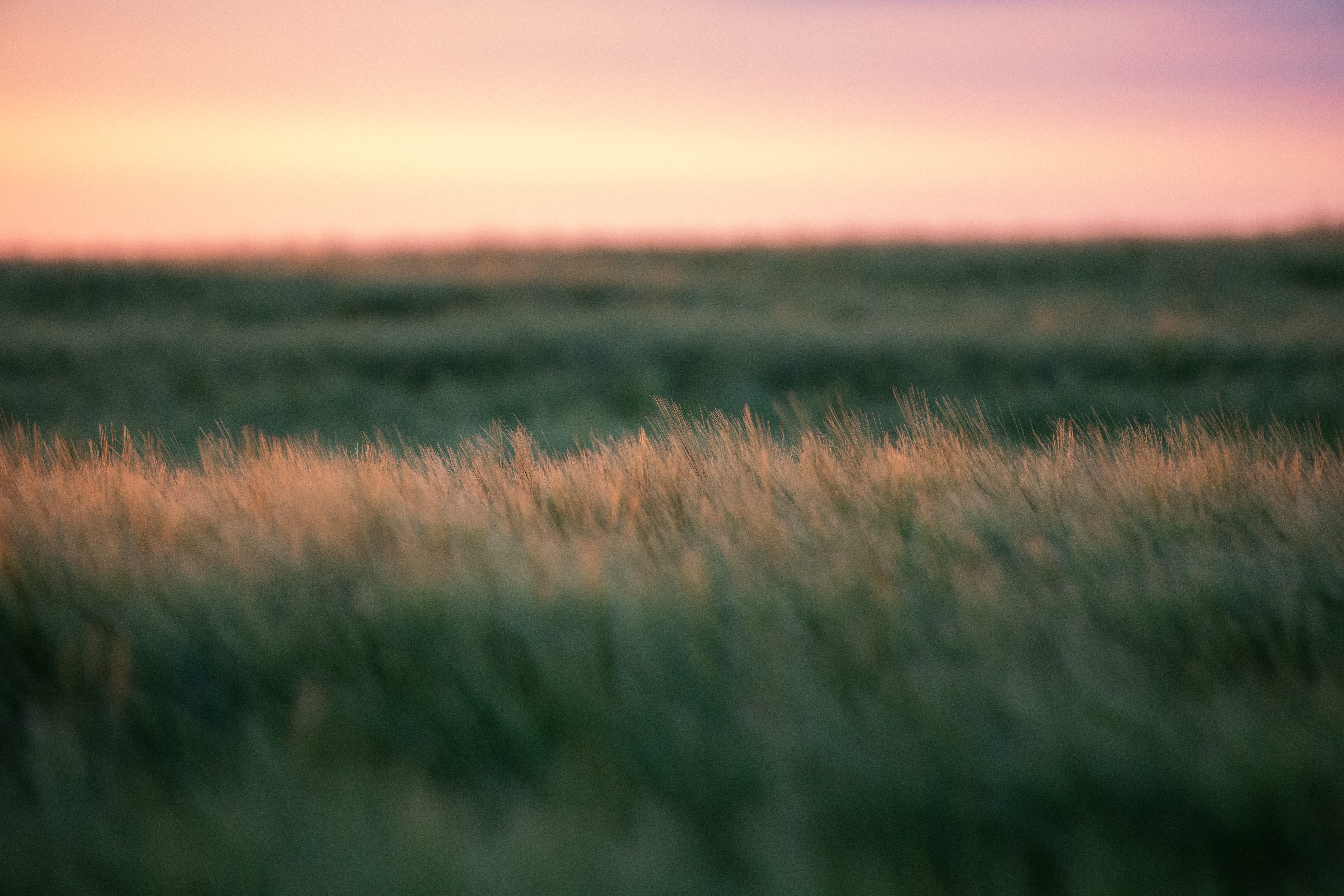 agriculture, detail, cereal plant, land, field, bokeh, backgrounds, closeup, crop, grass, plant, light, photography, outdoors, dusk, prairie, macro, wheat, HD Wallpaper