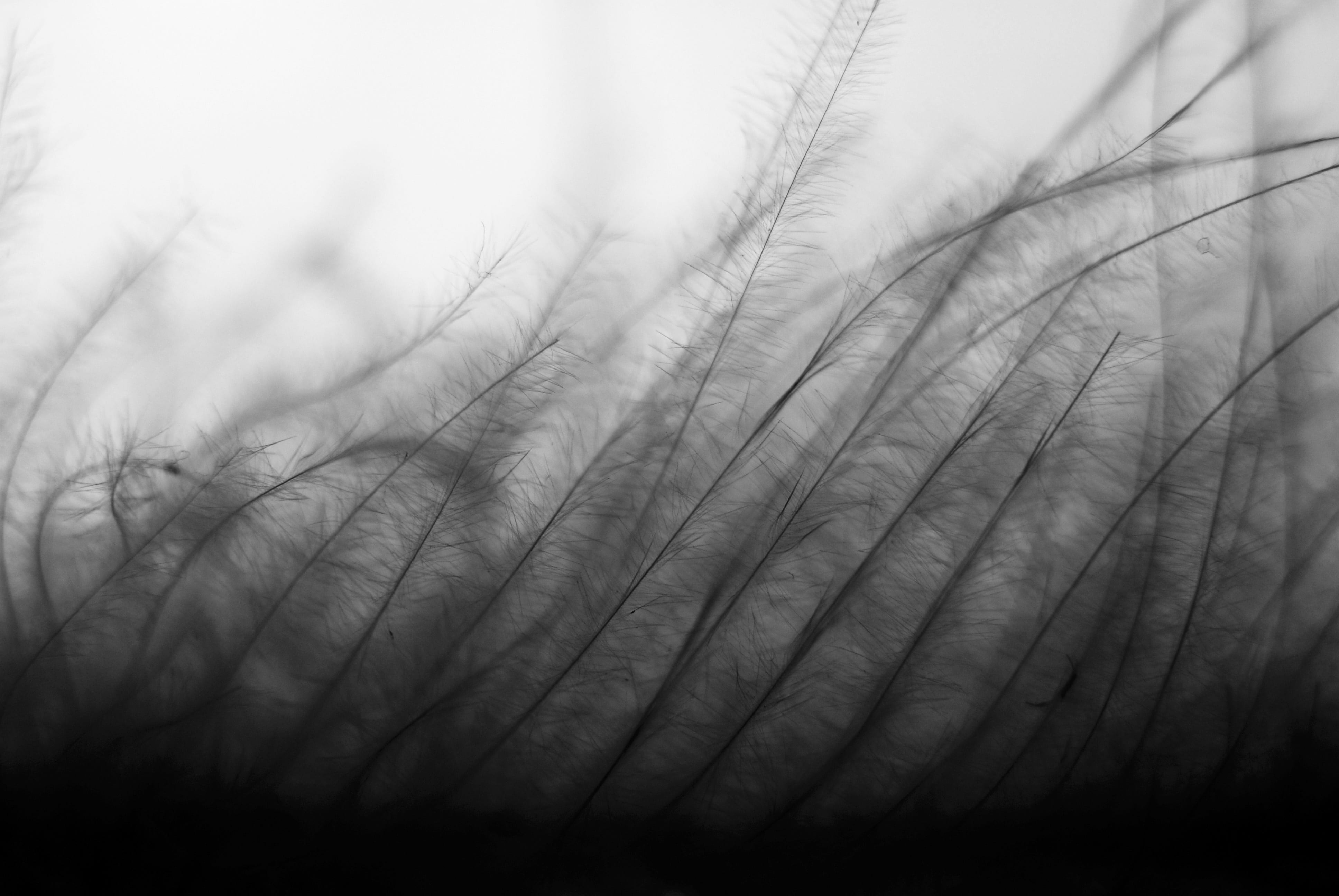 tree, plant, black and white, desktop background, textured effect, beauty in nature, tranquil scene, macro, no people, freshness, feather, leather, focus, HD Wallpaper