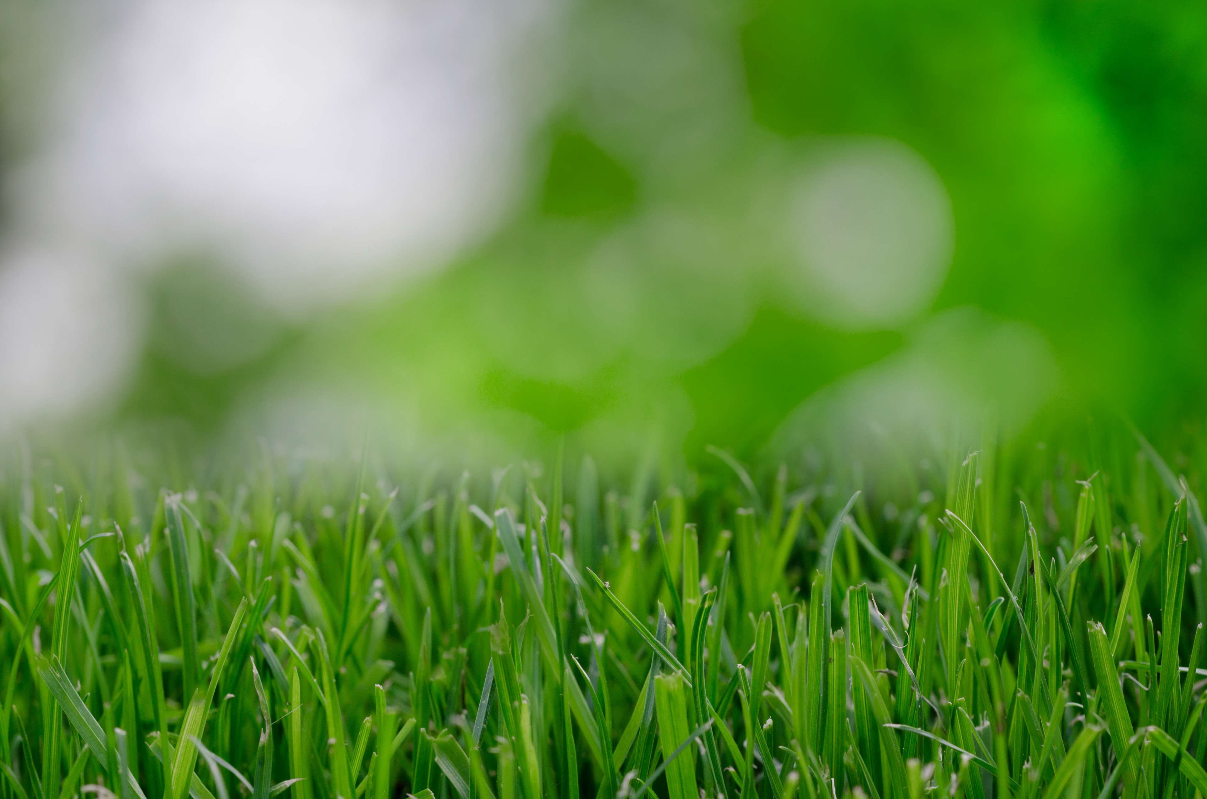close-up, landscape, environment, growth, grass, no people, beauty in nature, freshness, selective focus, blade of grass, plain, plant, land, eco, backgrounds, HD Wallpaper
