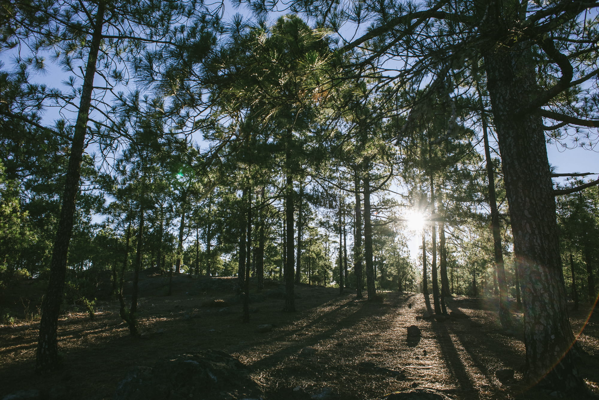 wild, growth, forest, sunset, las palmas de gran canaria, pinetrees, green, sky, bush, no people, plant, land, nature, scenics - nature, trees, explore, HD Wallpaper