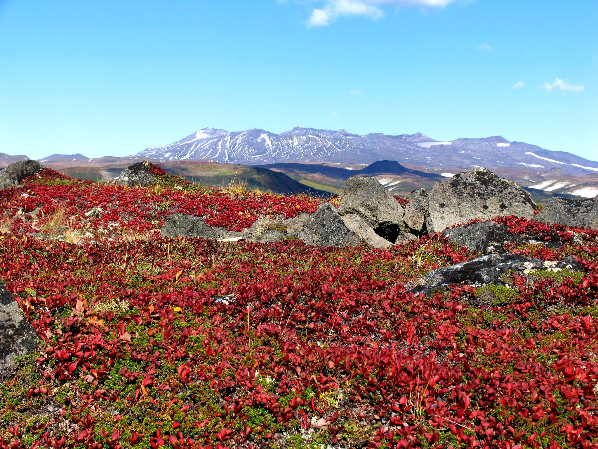 scenics - nature, fall colors, foliage, journey, red, idyllic, blue, snowcapped mountain, mountain, non-urban scene, mountains, 1080P, plant, sky, flower, HD Wallpaper