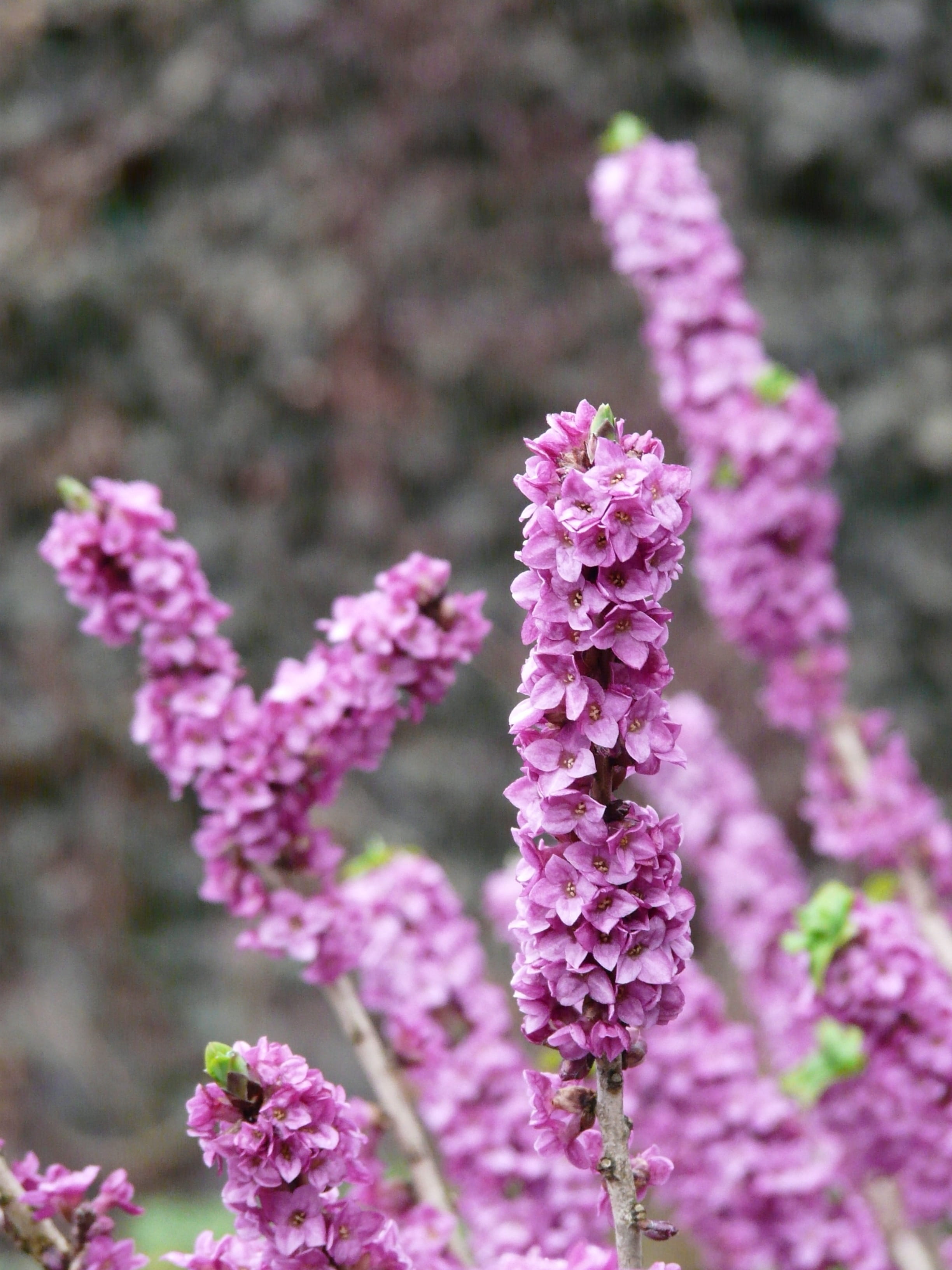 kellerhals, purple, lilac, freshness, flower, focus on foreground, nature, colorful, daphne, flowering plant, springtime, blossom, no people, bloom, real seidelbast, Phone HD Wallpaper