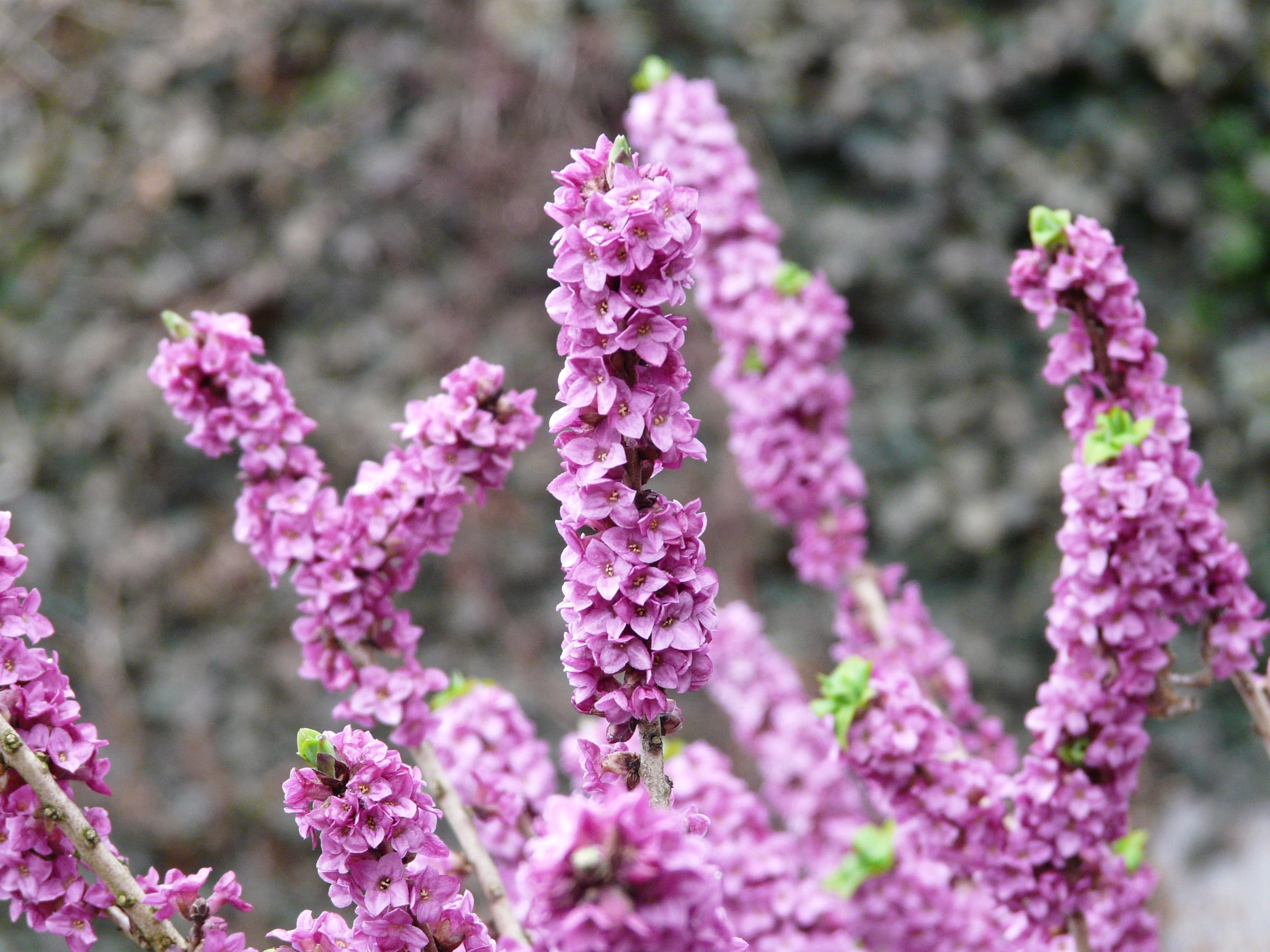 flowerbed, mezerein, daphne, medicinal plant, freshness, outdoors, vulnerability, plant, ordinary seidelbast, pink color, beauty in nature, growth, flowering plant, HD Wallpaper