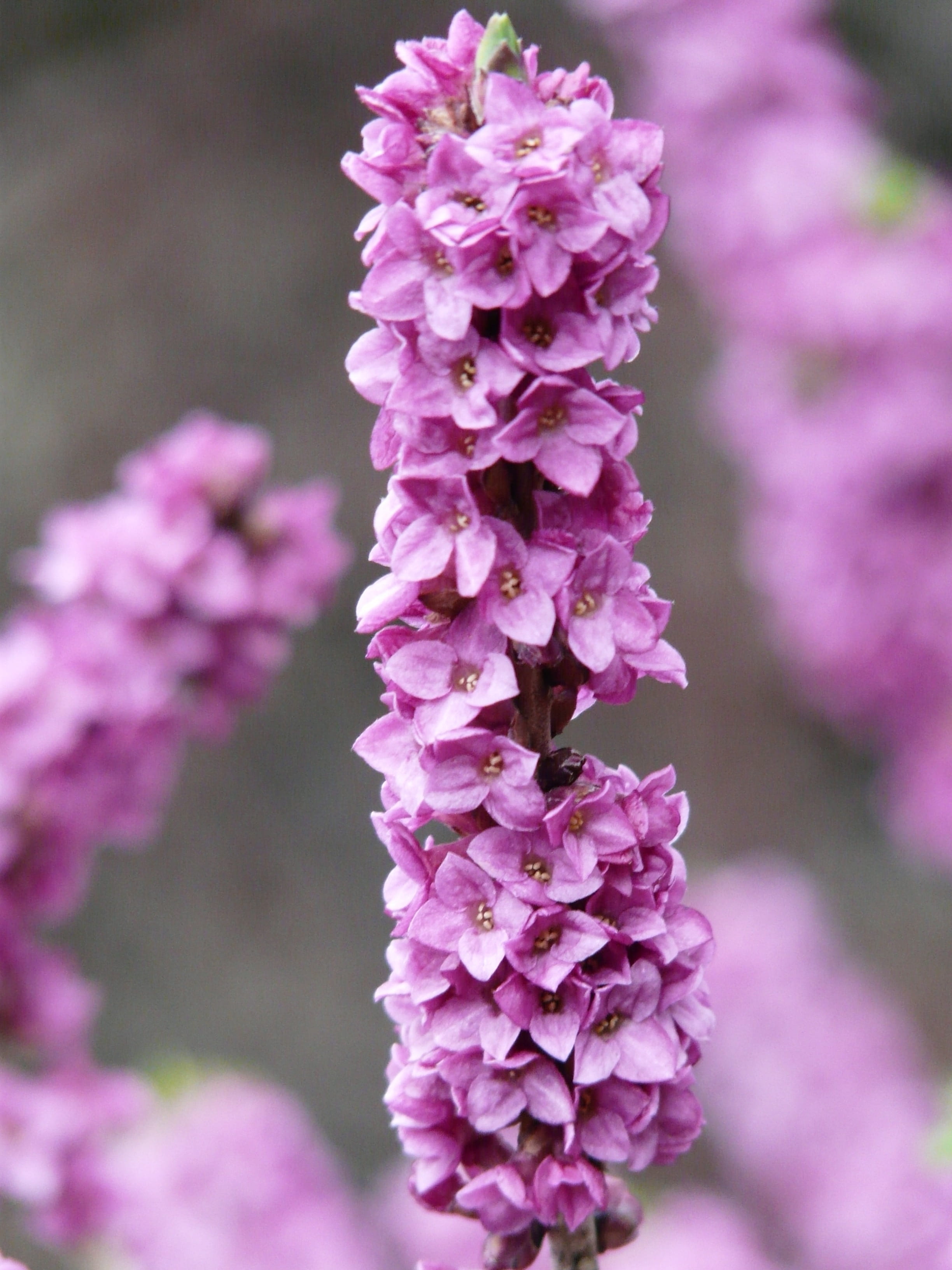 flowering plant, day, bunch of flowers, plant, 2K, daphne, Daphne Mezereum, flower head, nature, beauty in nature, inflorescence, mezereum, mezerein, pink color, Phone HD Wallpaper