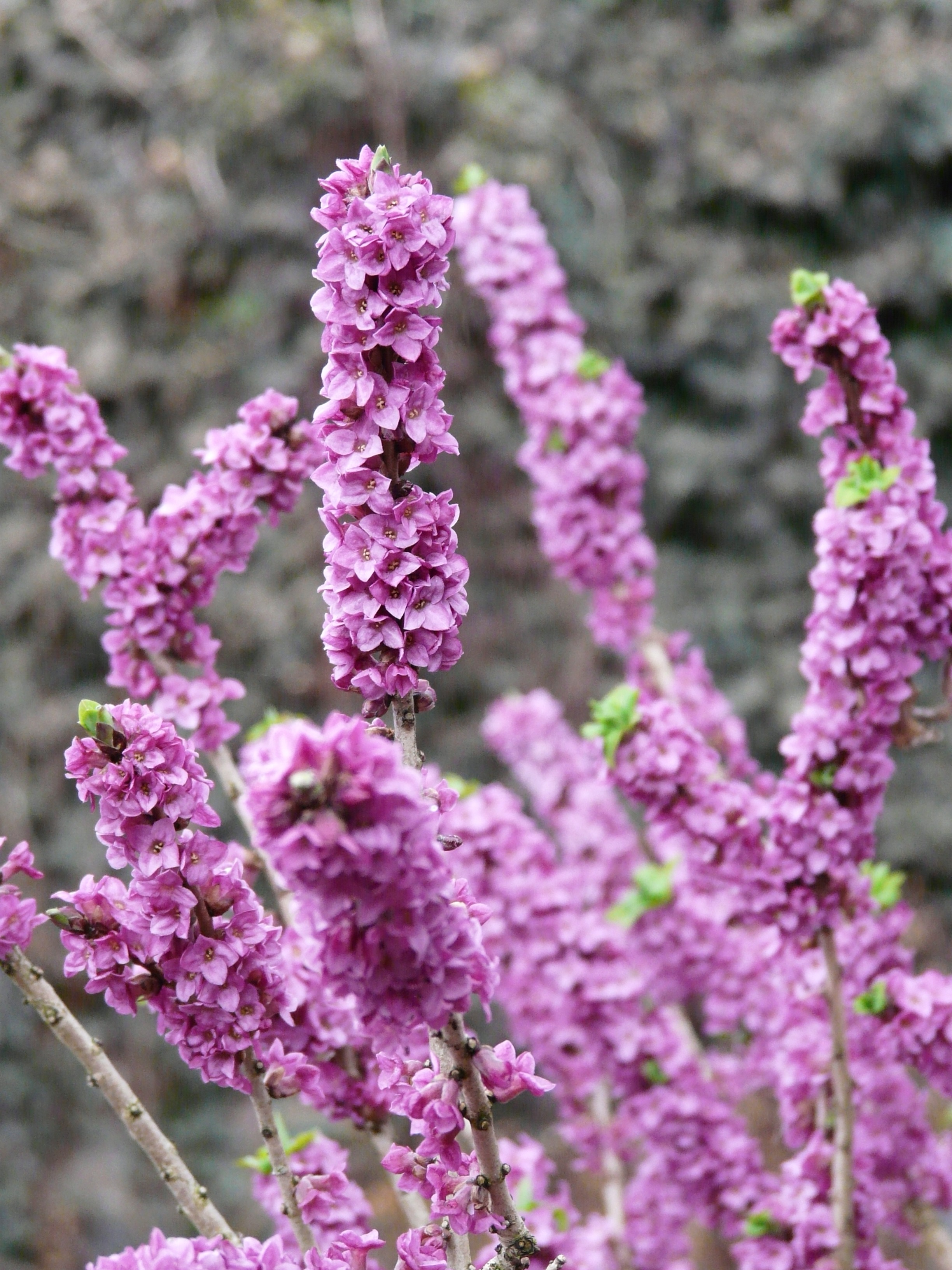toxic, real seidelbast, daphne mezereum, growth, spring, daphne, beauty in nature, pink color, day, vulnerability, pink, bunch of flowers, focus on foreground, Phone HD Wallpaper